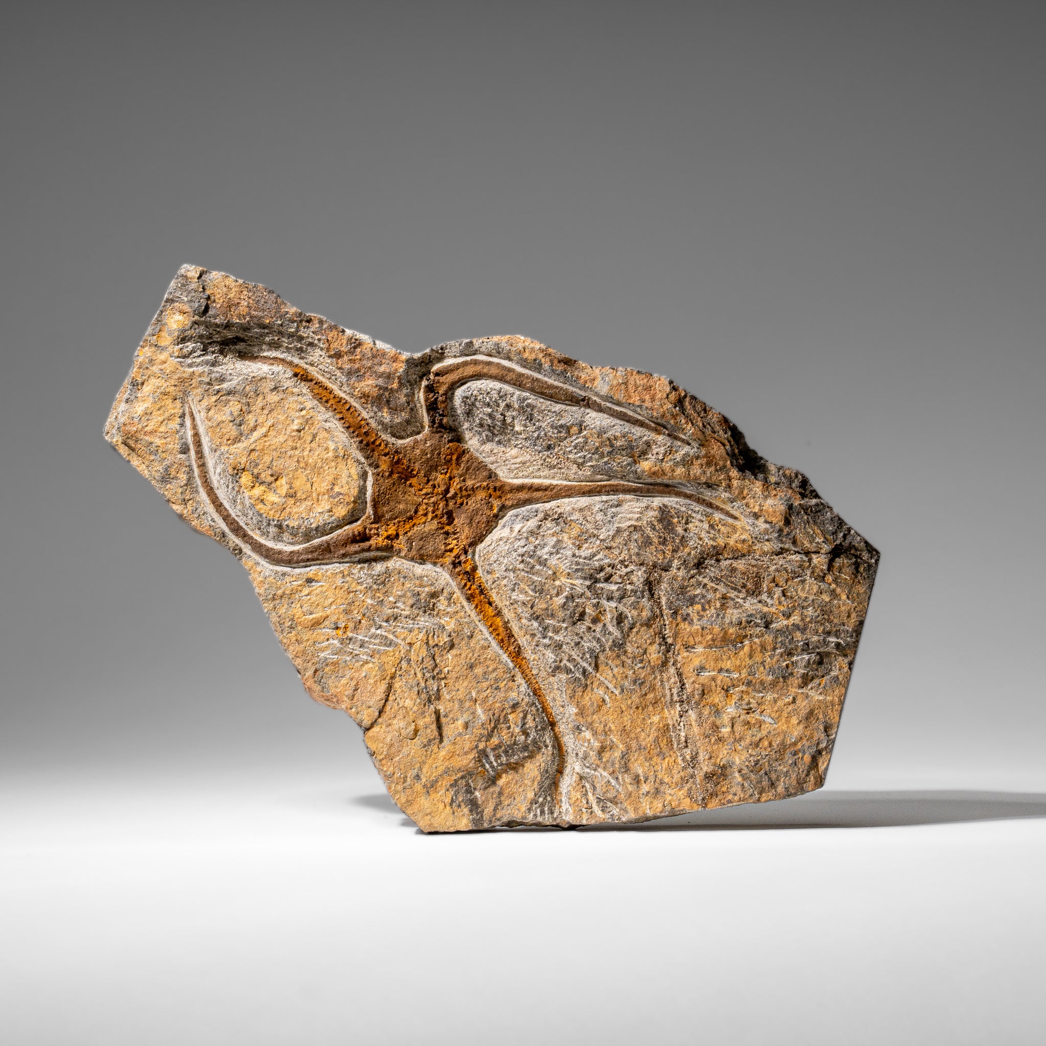 Genuine Ophiuroidea Brittle Star Fossil (2.6 lbs)