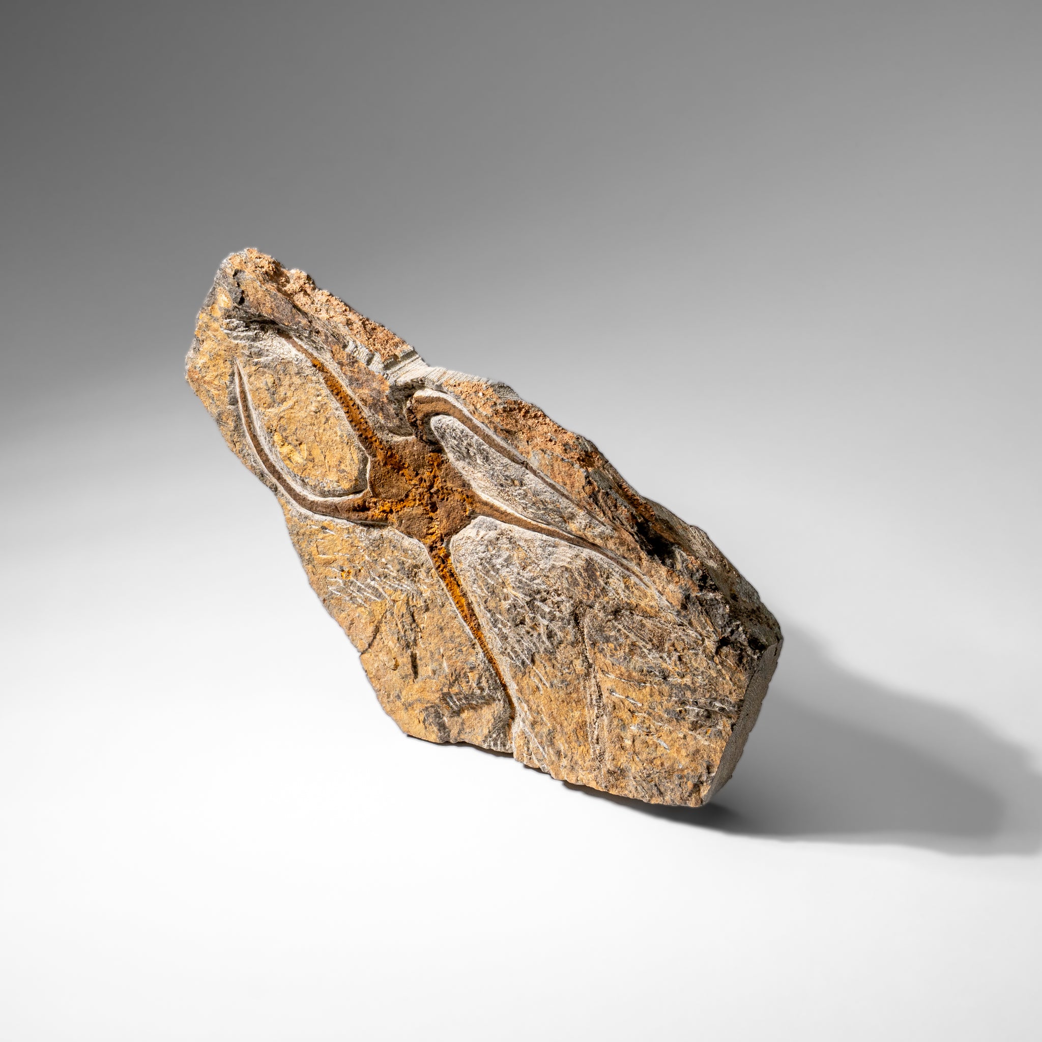 Genuine Ophiuroidea Brittle Star Fossil (2.6 lbs)