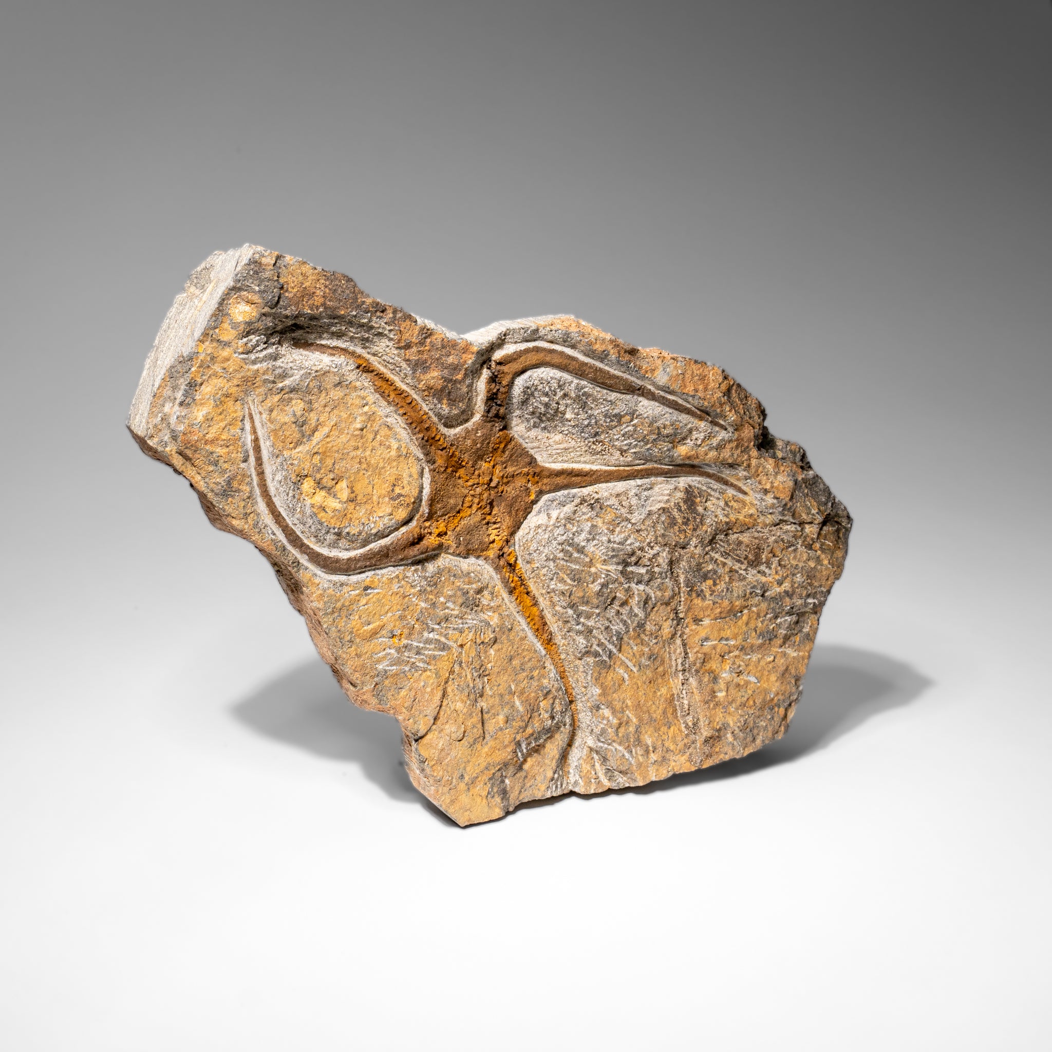 Genuine Ophiuroidea Brittle Star Fossil (2.6 lbs)