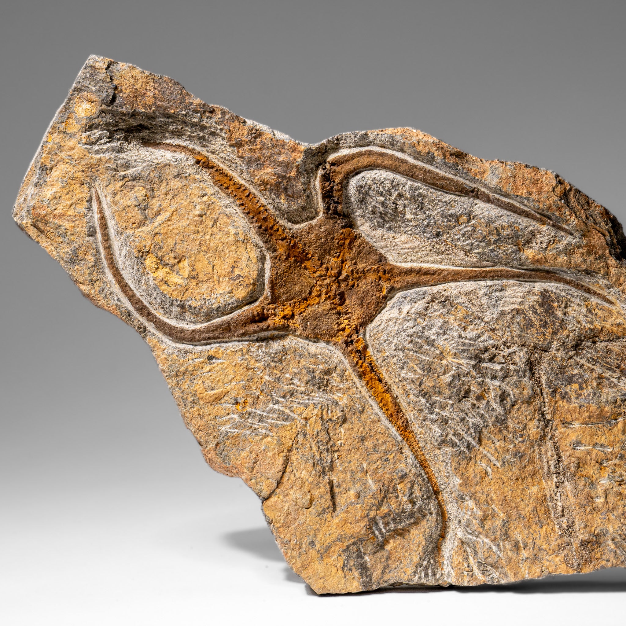 Genuine Ophiuroidea Brittle Star Fossil (2.6 lbs)