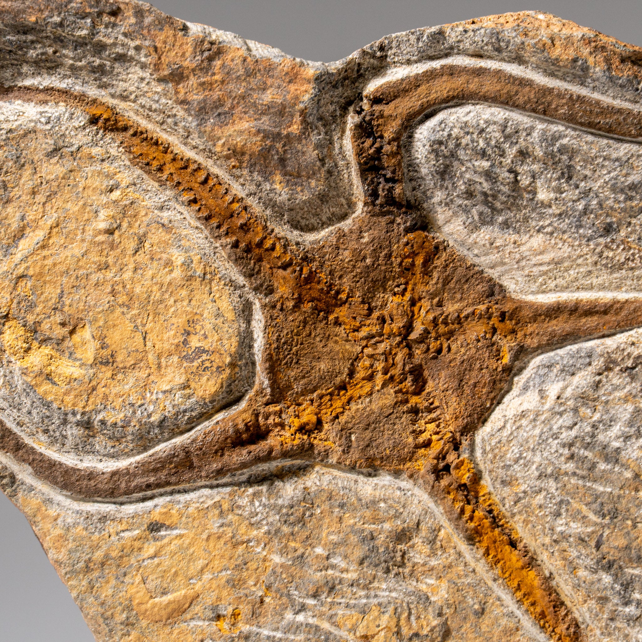 Genuine Ophiuroidea Brittle Star Fossil (2.6 lbs)