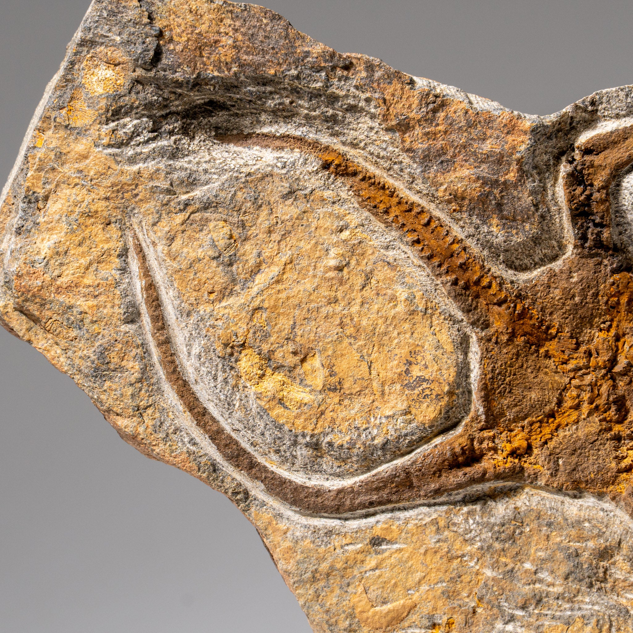 Genuine Ophiuroidea Brittle Star Fossil (2.6 lbs)