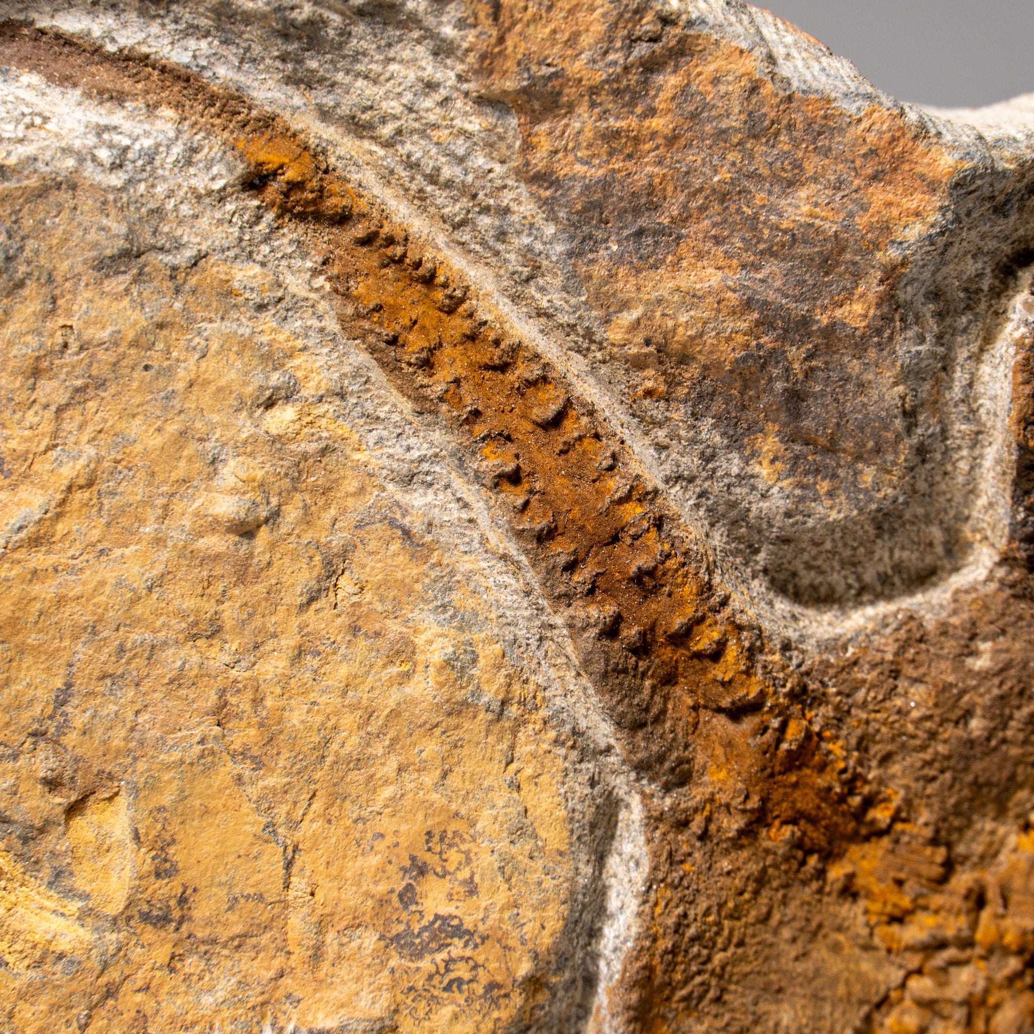 Genuine Ophiuroidea Brittle Star Fossil (2.6 lbs)