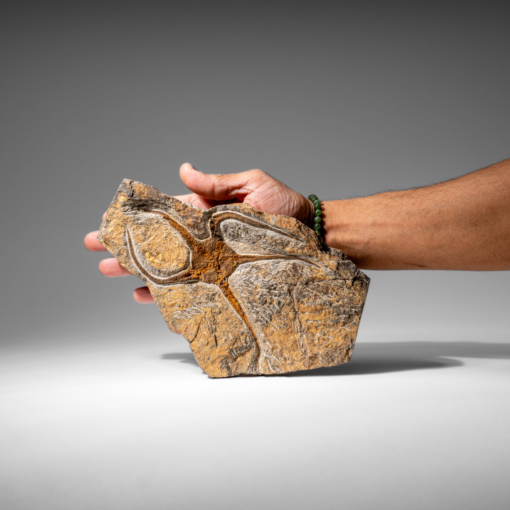 Genuine Ophiuroidea Brittle Star Fossil (2.6 lbs)