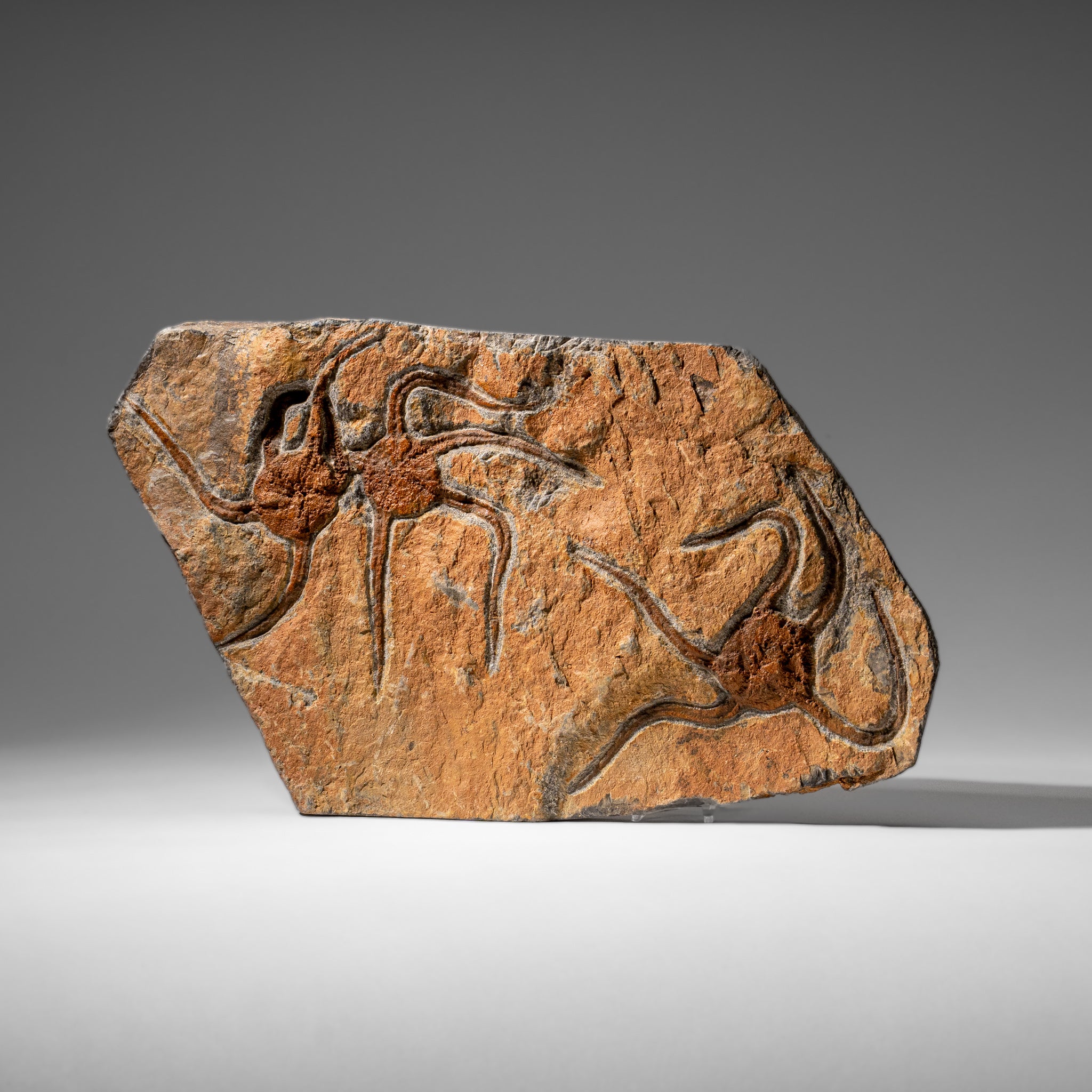 Genuine Ophiuroidea Brittle Star Fossil (3.25 lbs)