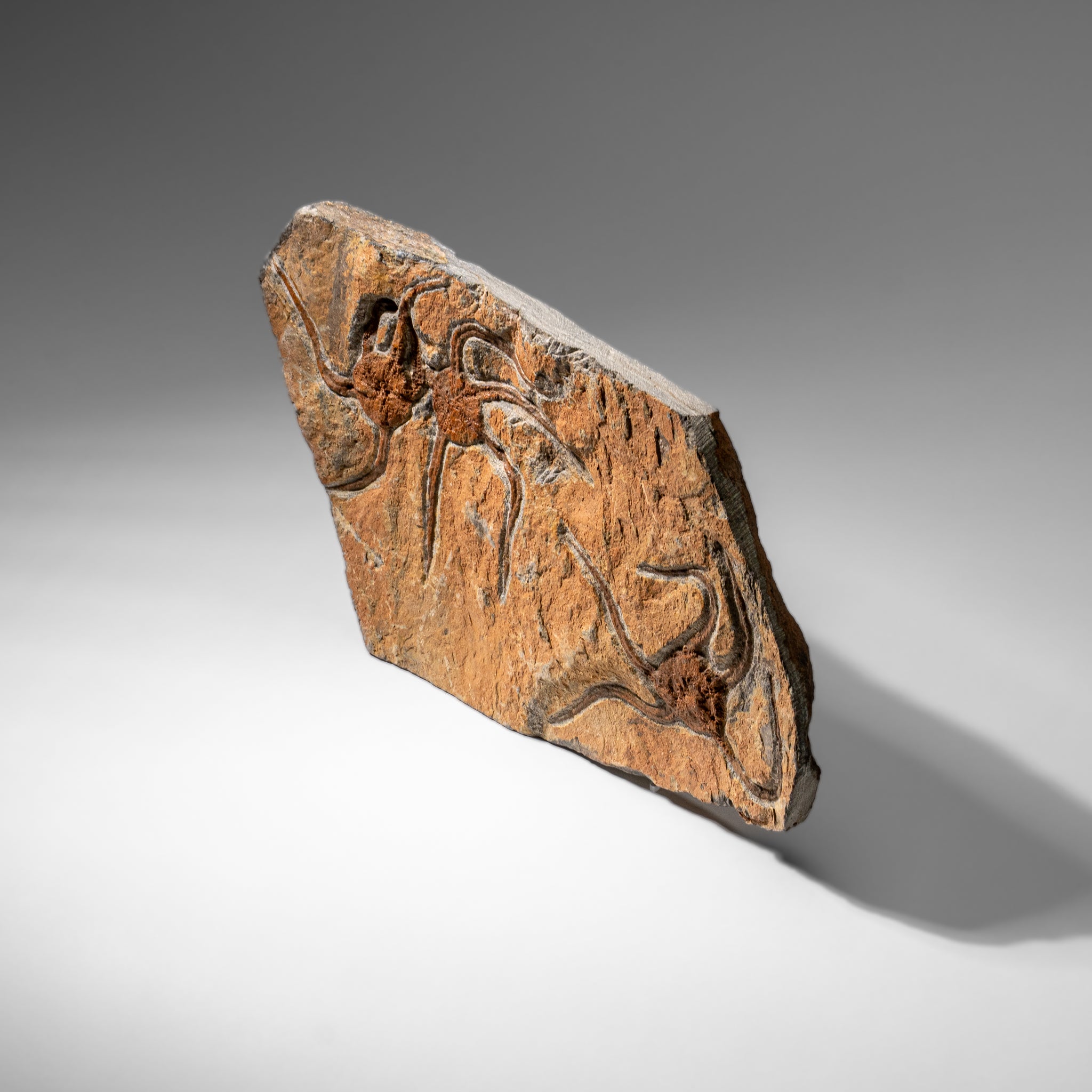 Genuine Ophiuroidea Brittle Star Fossil (3.25 lbs)