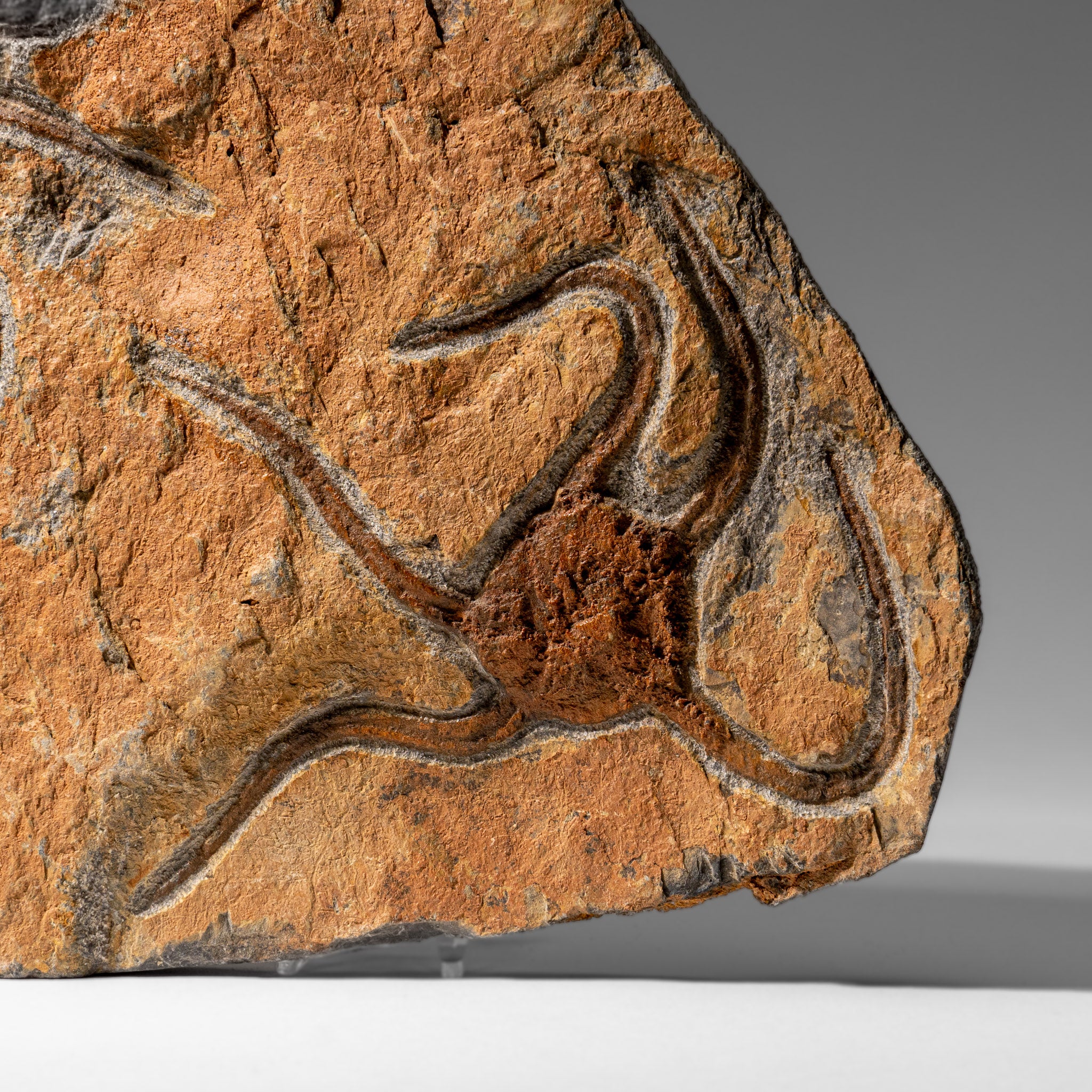 Genuine Ophiuroidea Brittle Star Fossil (3.25 lbs)