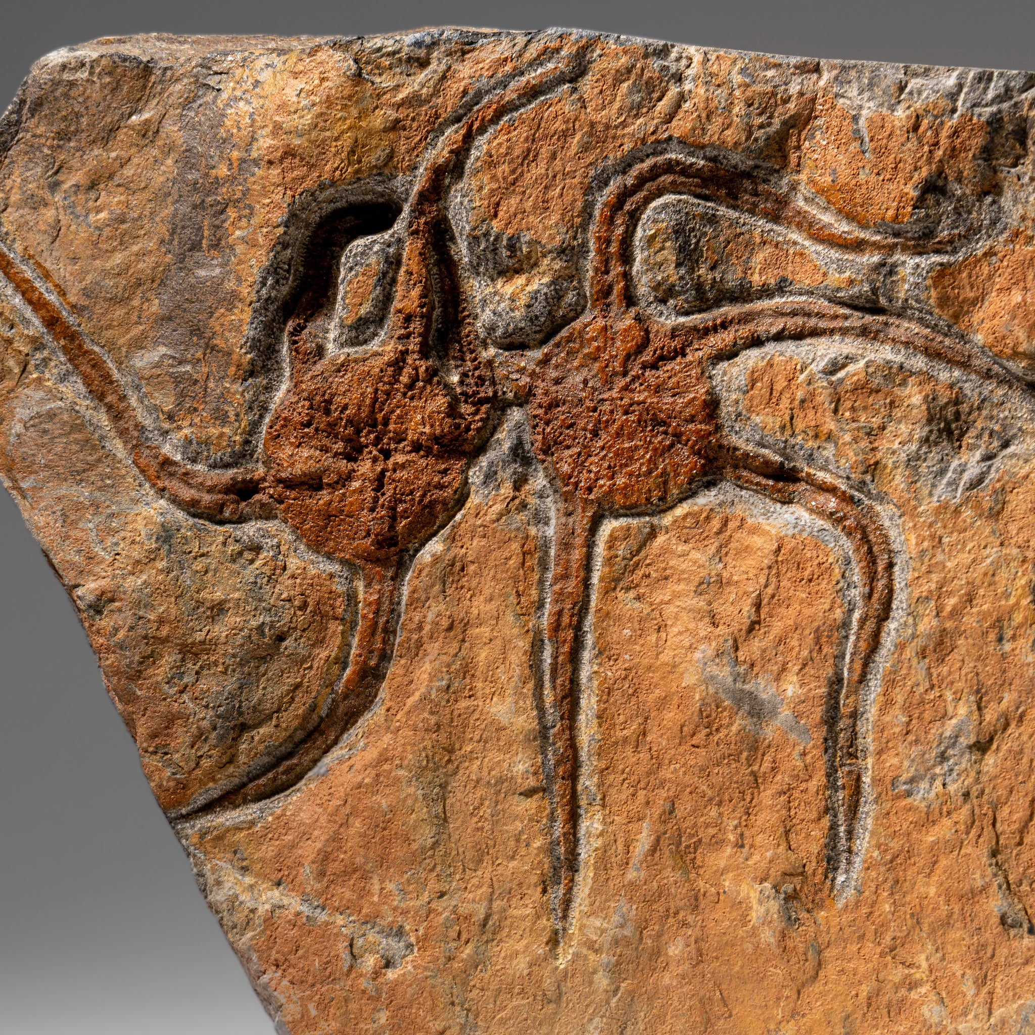 Genuine Ophiuroidea Brittle Star Fossil (3.25 lbs)