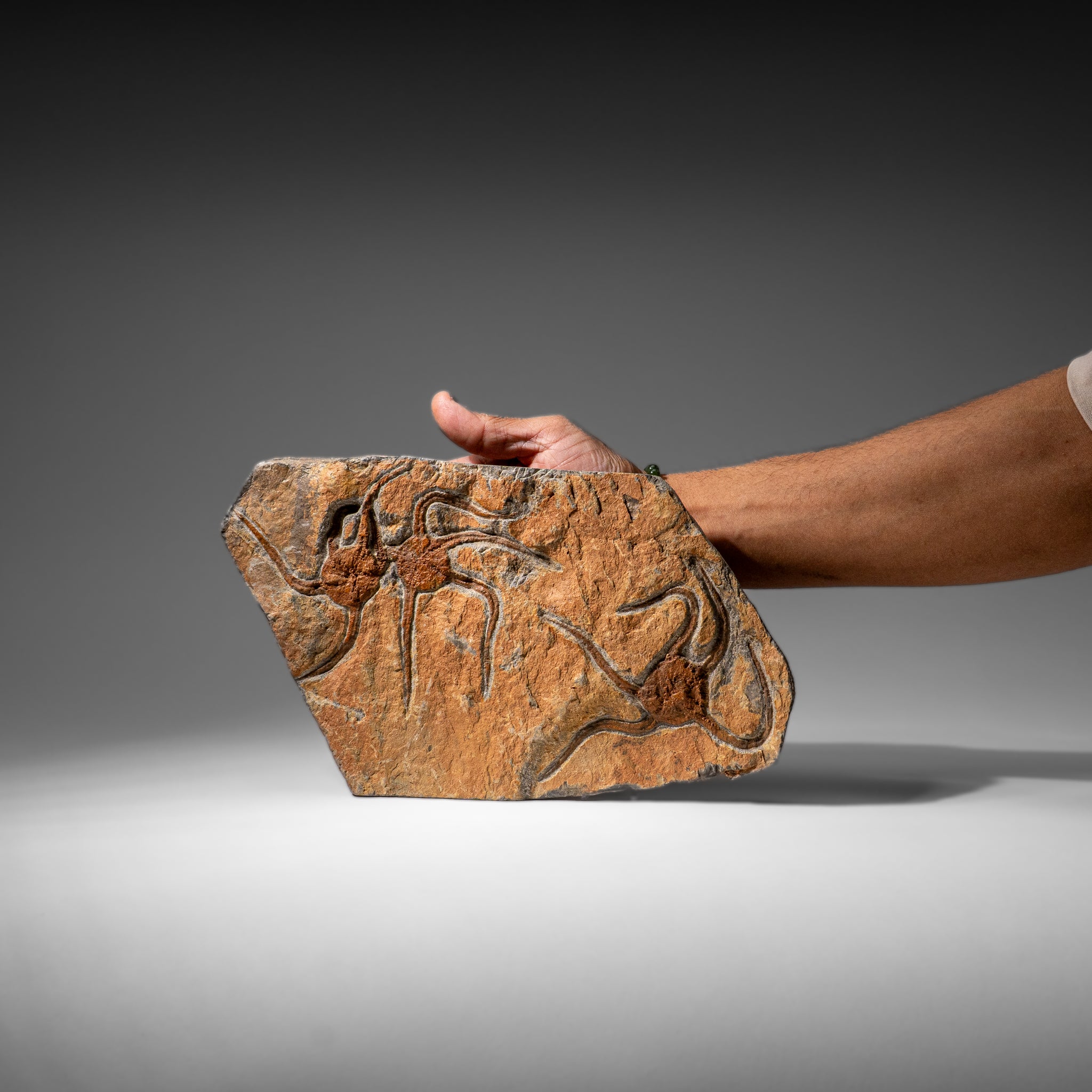 Genuine Ophiuroidea Brittle Star Fossil (3.25 lbs)