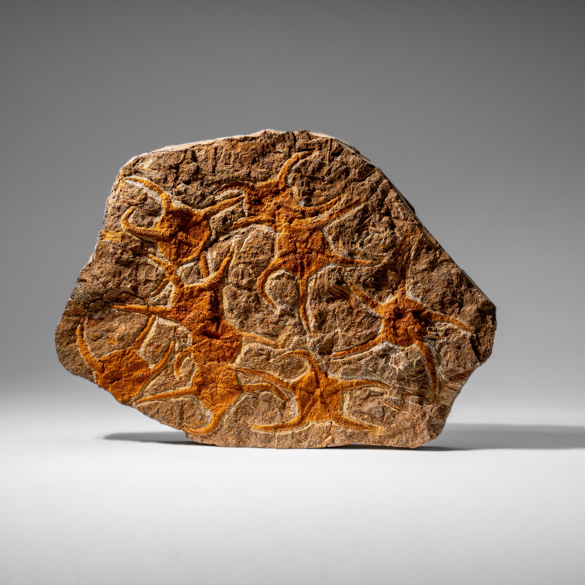 Genuine Ophiuroidea Brittle Star Fossil (4 lbs)