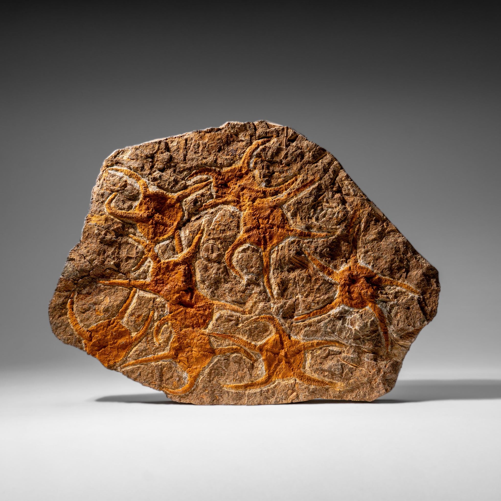 Genuine Ophiuroidea Brittle Star Fossil (4 lbs)