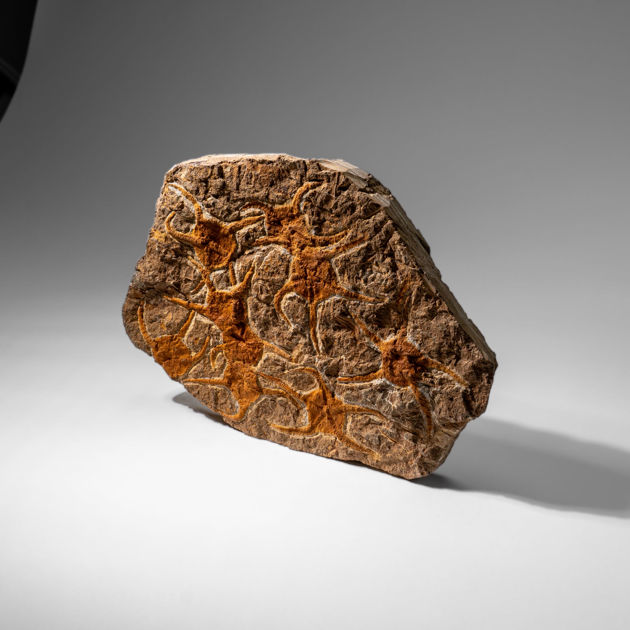 Genuine Ophiuroidea Brittle Star Fossil (4 lbs)