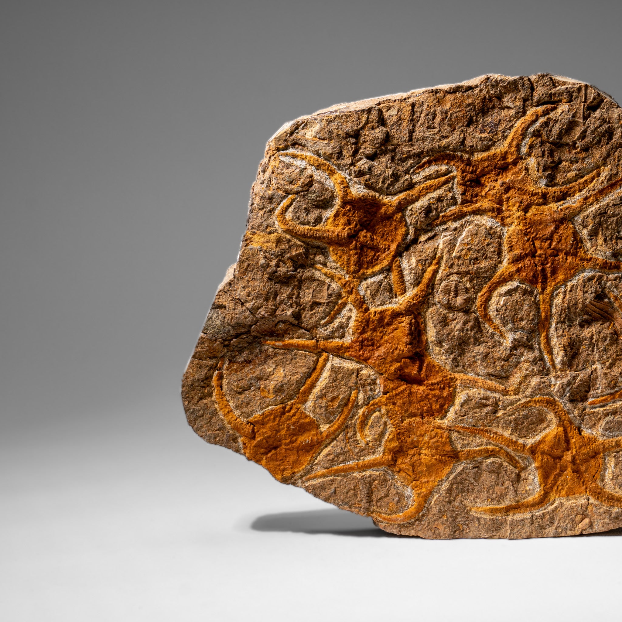 Genuine Ophiuroidea Brittle Star Fossil (4 lbs)