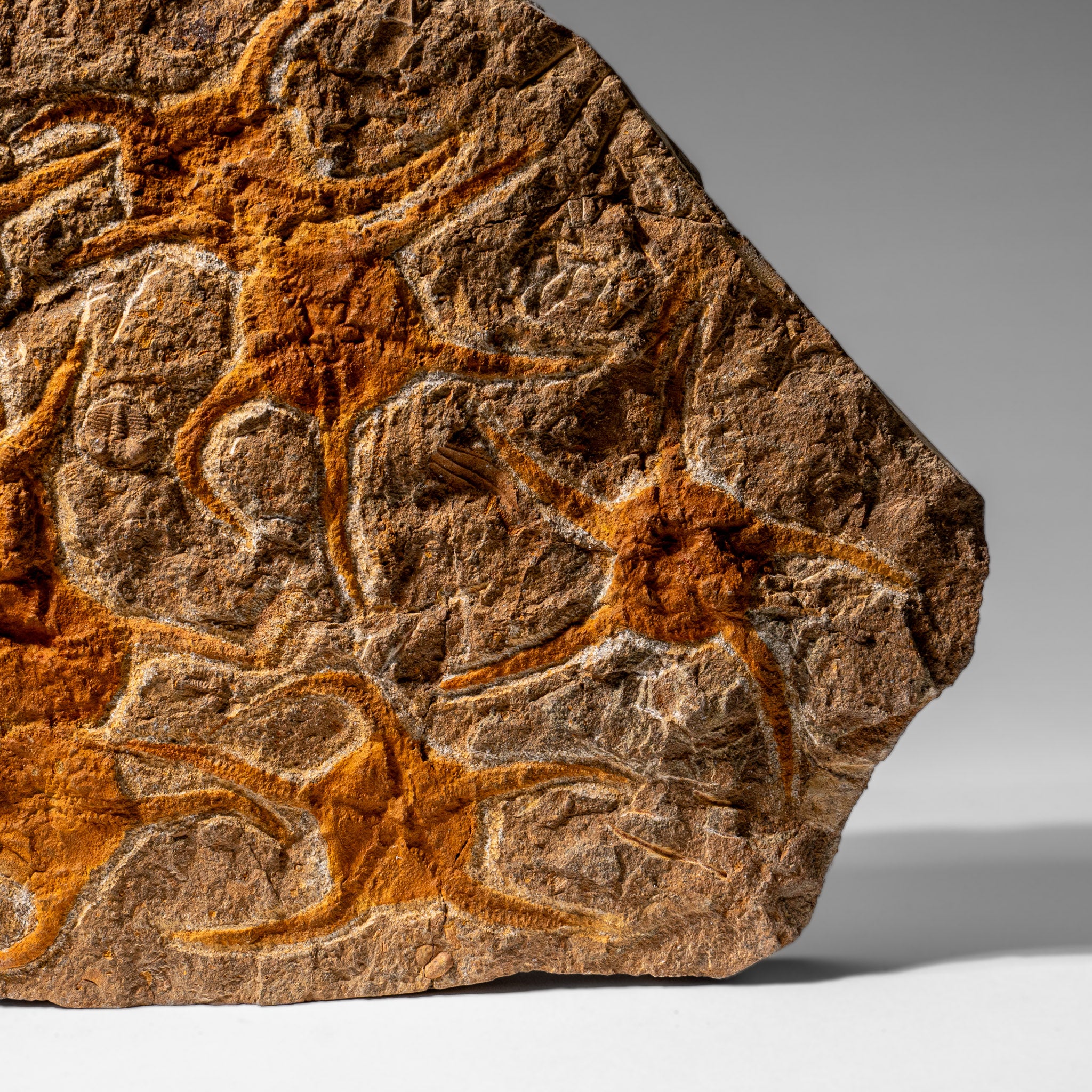 Genuine Ophiuroidea Brittle Star Fossil (4 lbs)