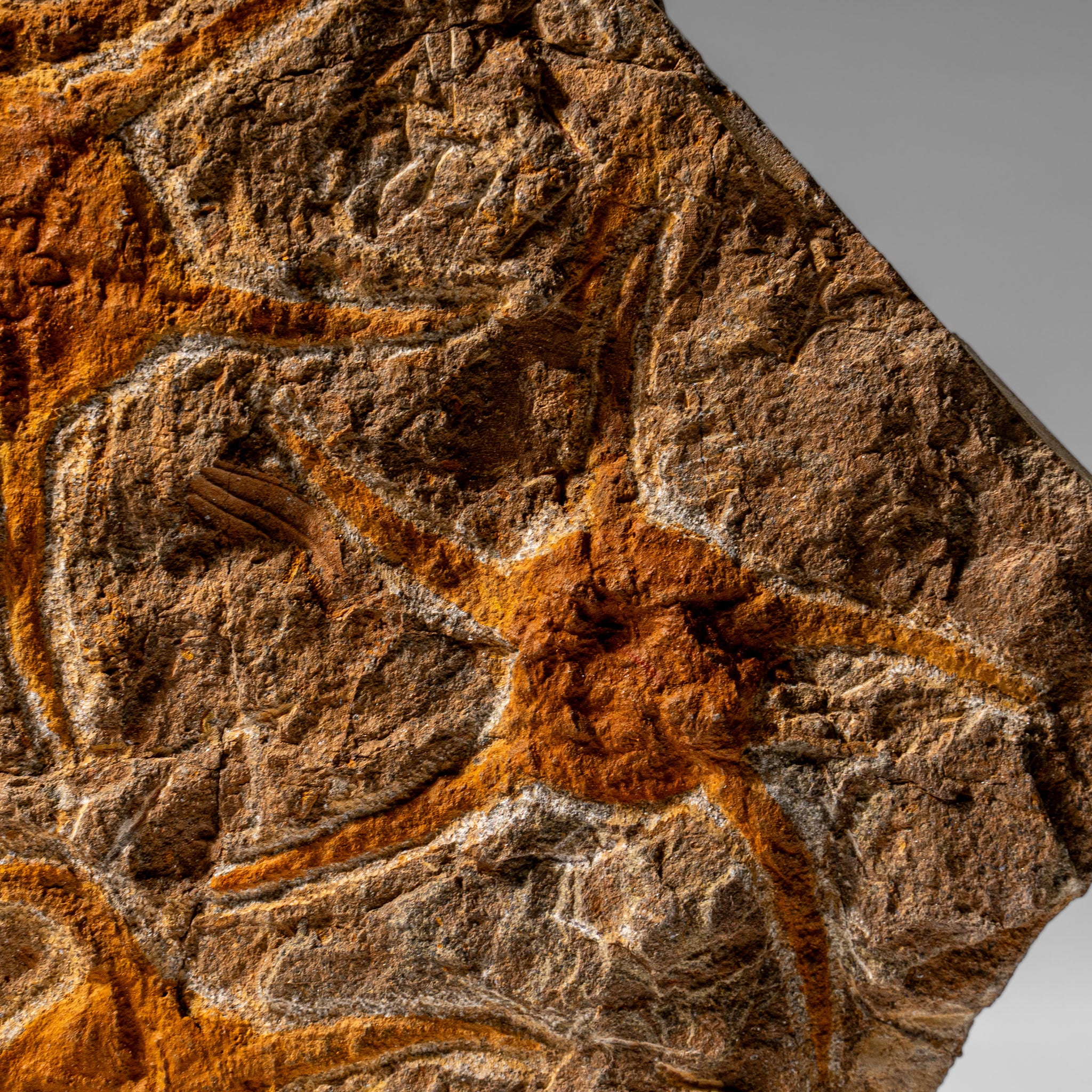 Genuine Ophiuroidea Brittle Star Fossil (4 lbs)