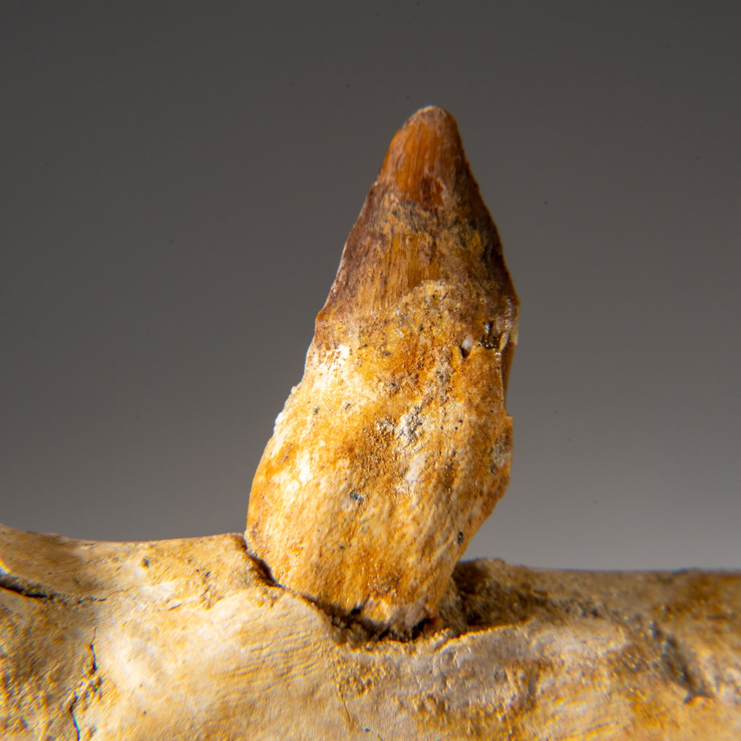 Genuine Mosasaur Tooth in a Fossilized Jaw bone