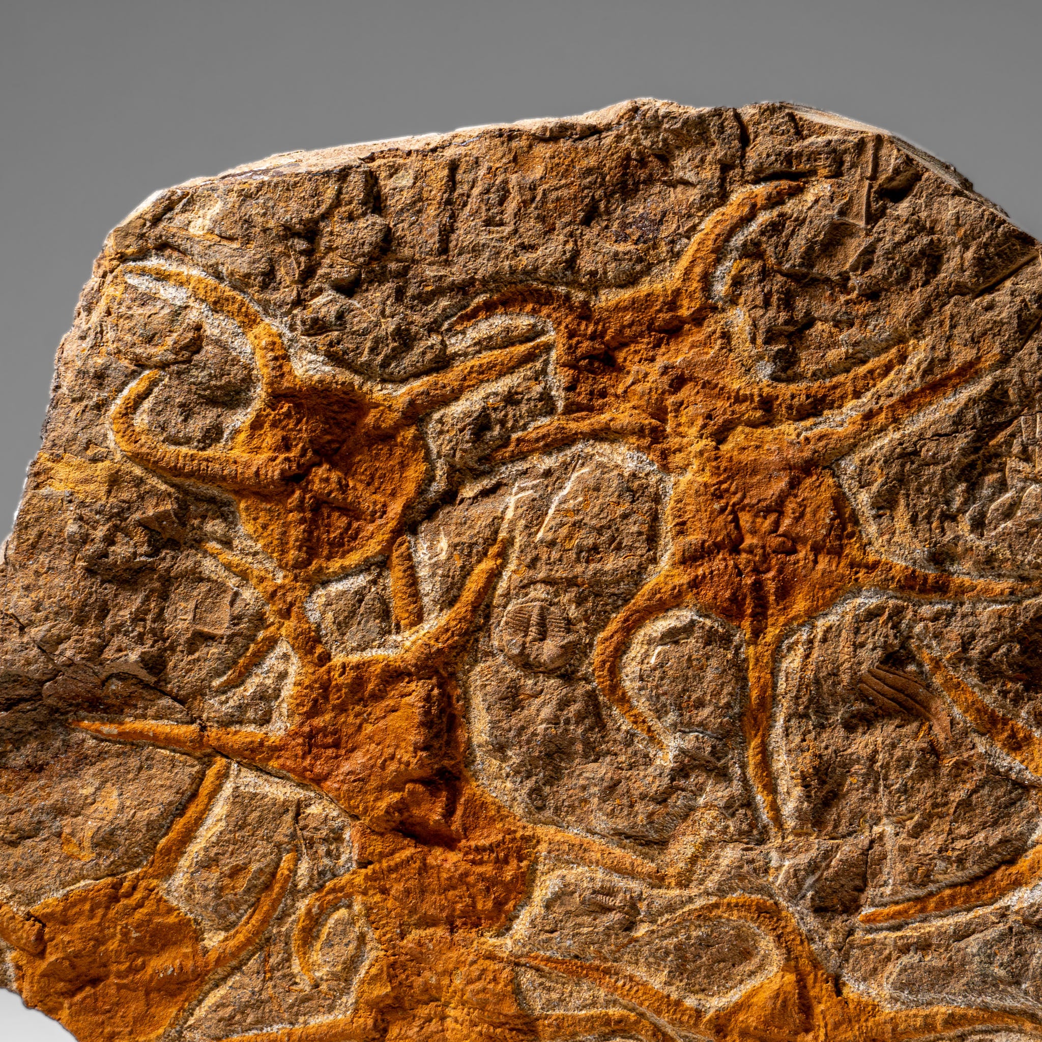 Genuine Ophiuroidea Brittle Star Fossil (4 lbs)