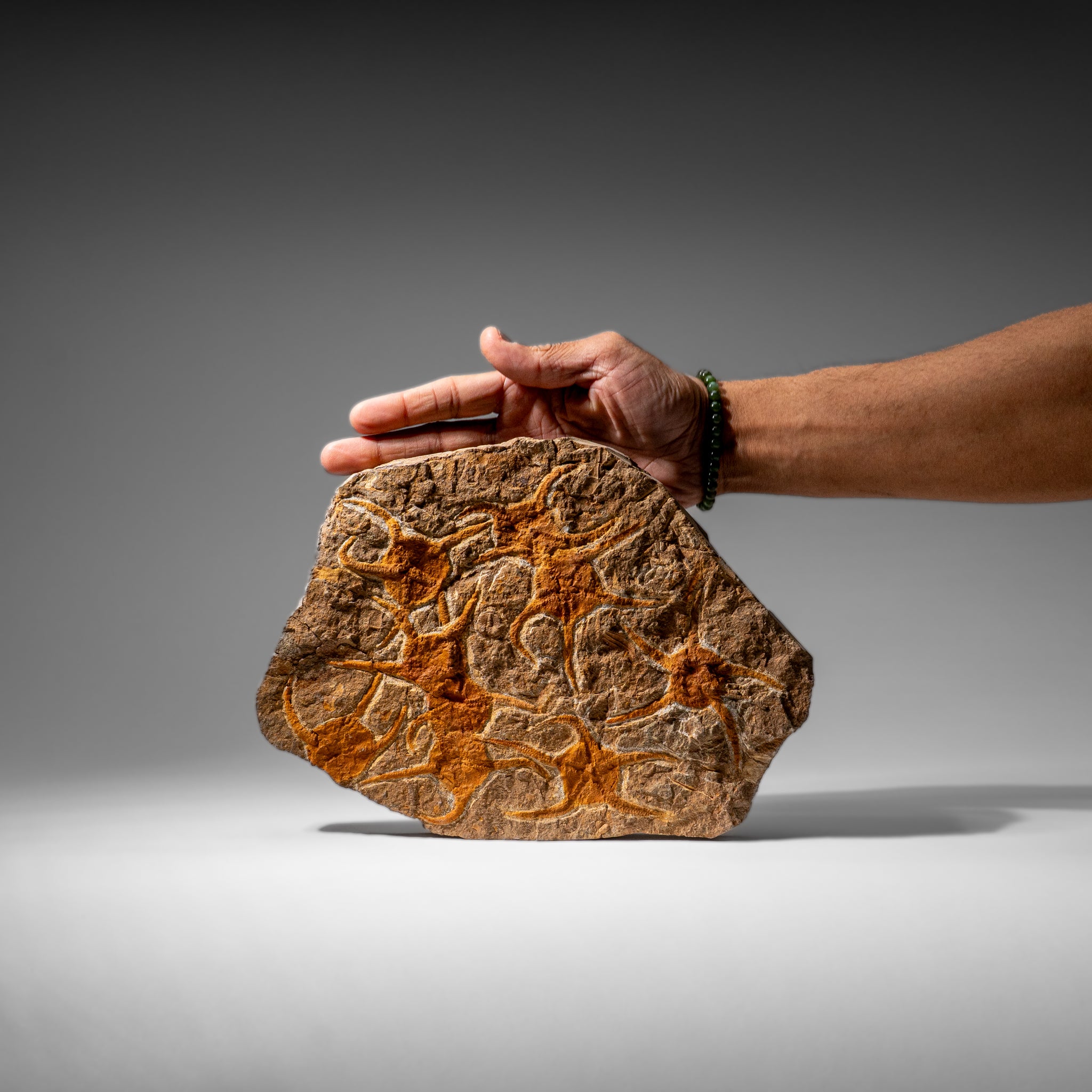 Genuine Ophiuroidea Brittle Star Fossil (4 lbs)