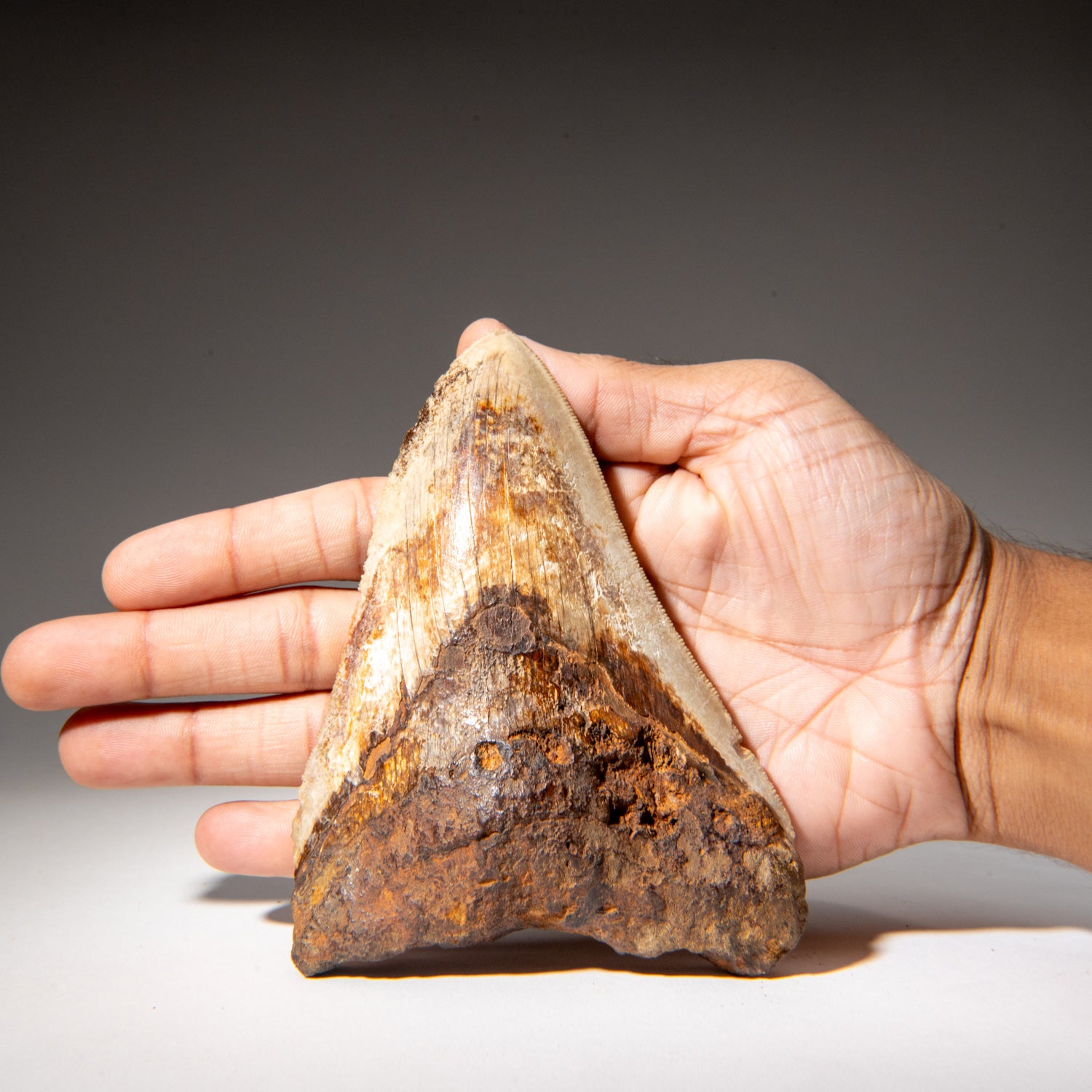 Large Genuine Megalodon Shark Tooth in Display Box (274.2 grams)