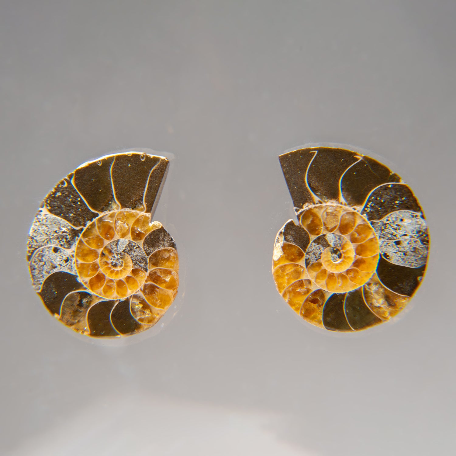 Two Genuine Polished Calcified Ammonite Halves in display box (15 grams)