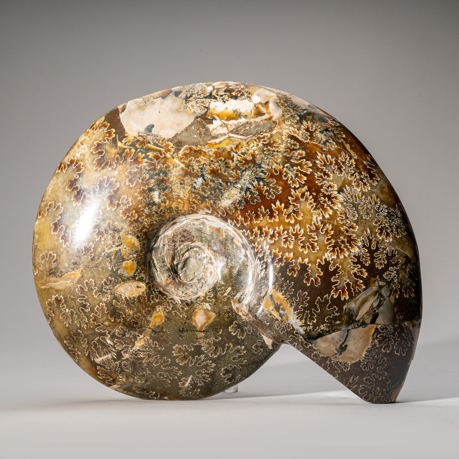 Genuine Natural Calcified Ammonite Fossil (4.6 lbs)