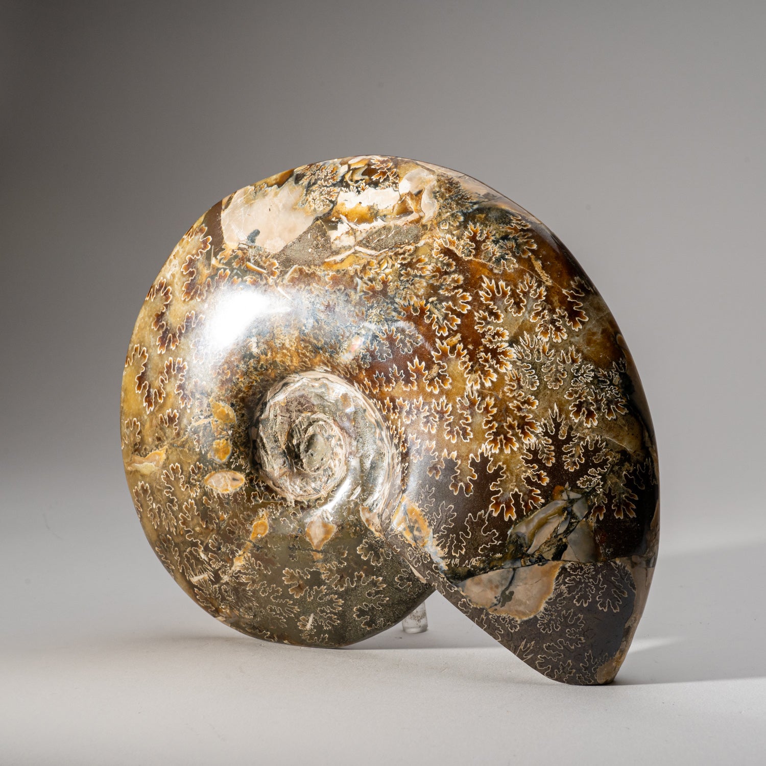 Genuine Natural Calcified Ammonite Fossil (4.6 lbs)