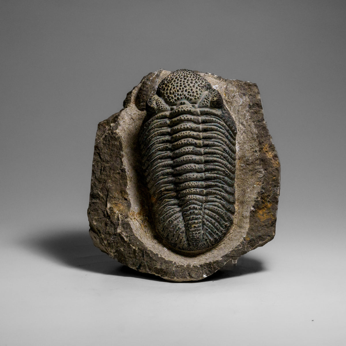 Drotops Genuine Drotops Megalomanicus Trilobite on Matrix (3.3 lbs) — Astro ...
