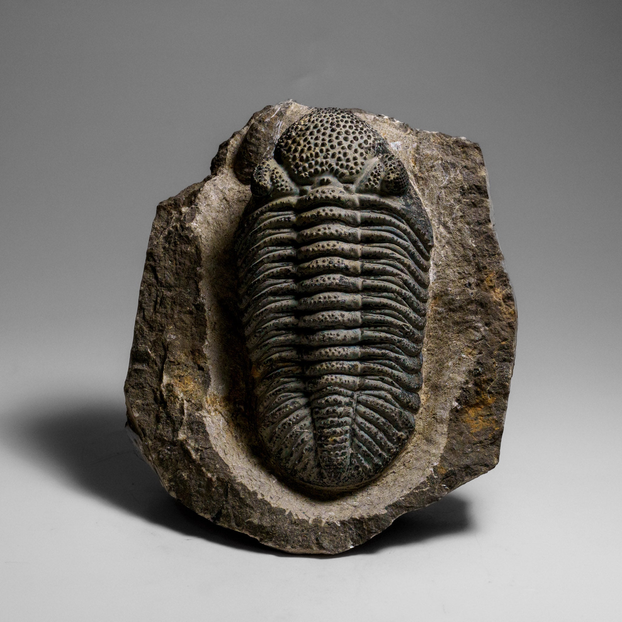 Drotops Genuine Drotops Megalomanicus Trilobite on Matrix (3.3 lbs) — Astro ...