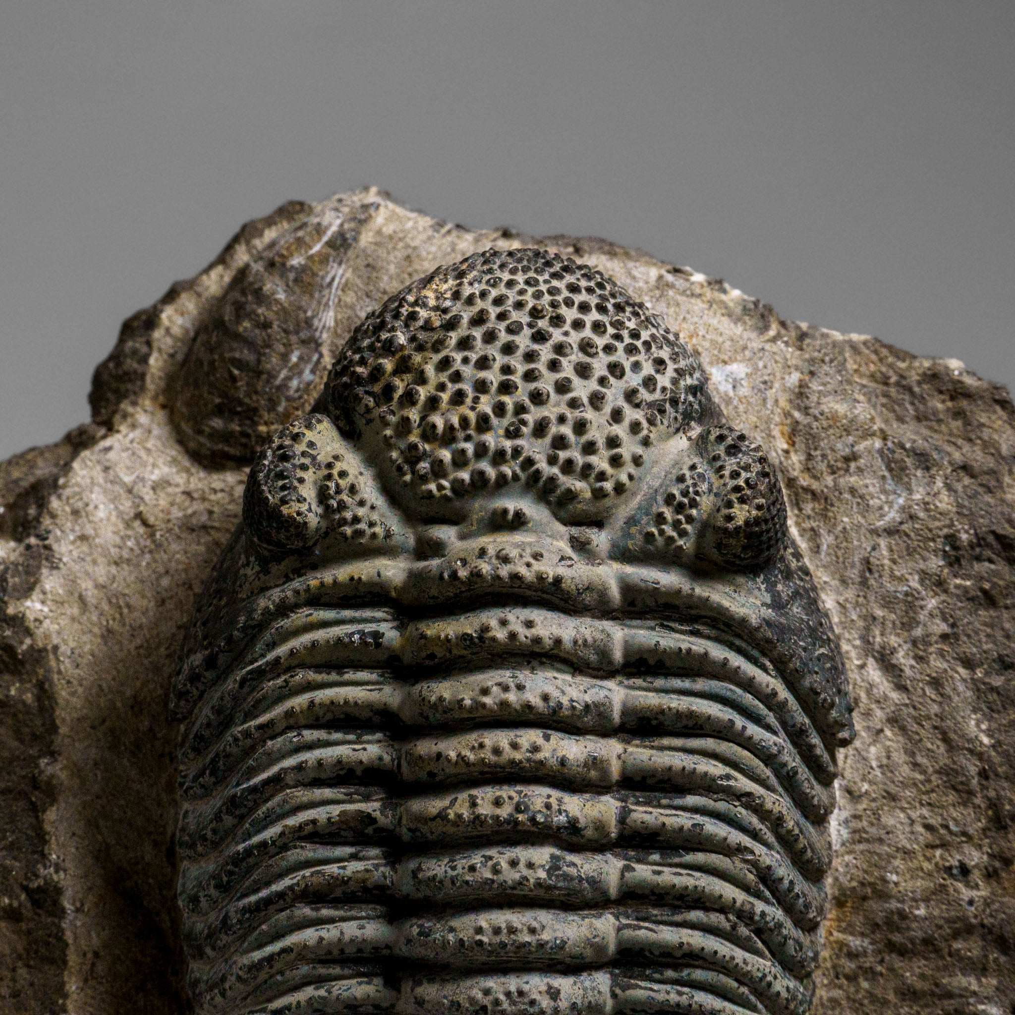 Drotops Genuine Drotops Megalomanicus Trilobite on Matrix (3.3 lbs) — Astro ...