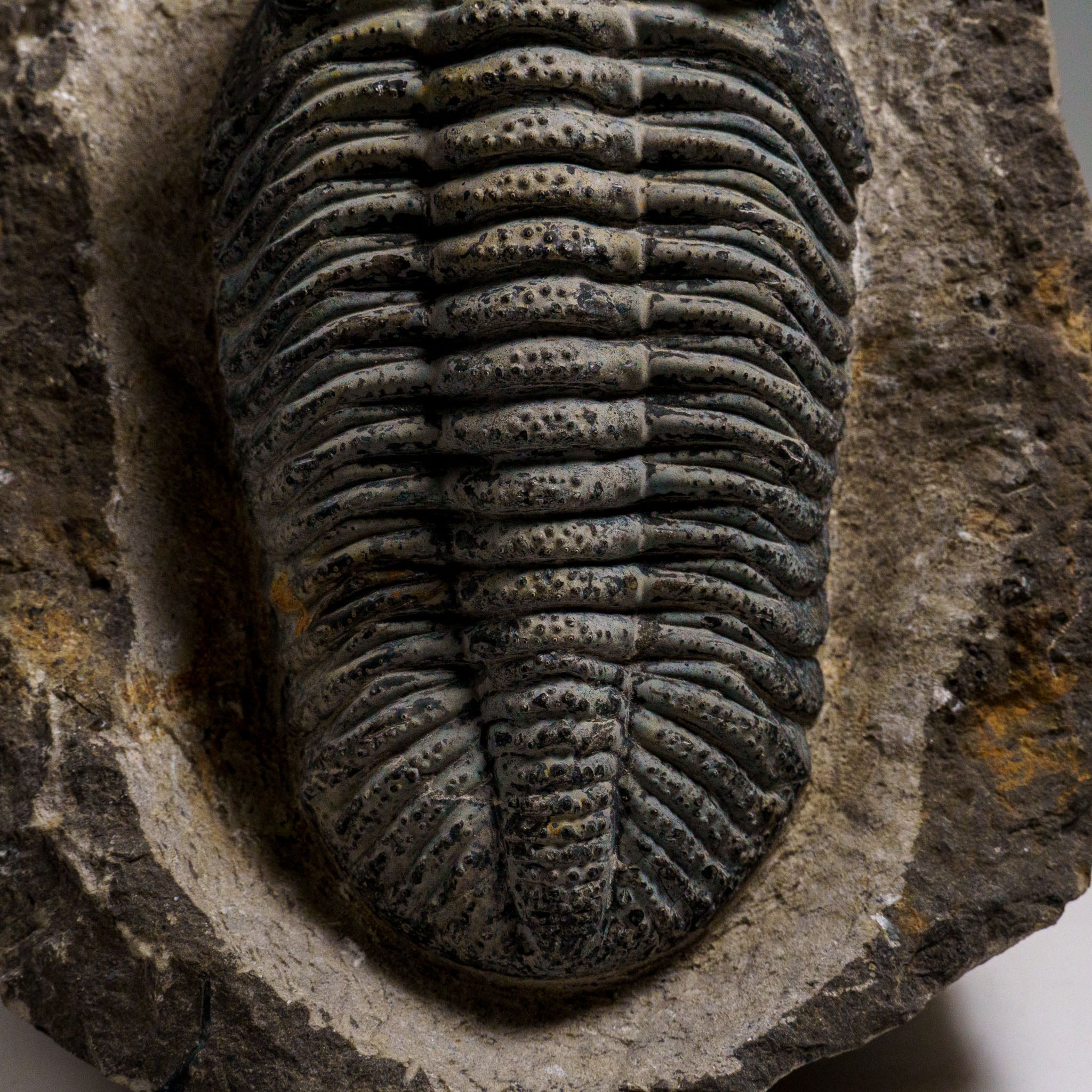 Drotops Genuine Drotops Megalomanicus Trilobite on Matrix (3.3 lbs) — Astro ...