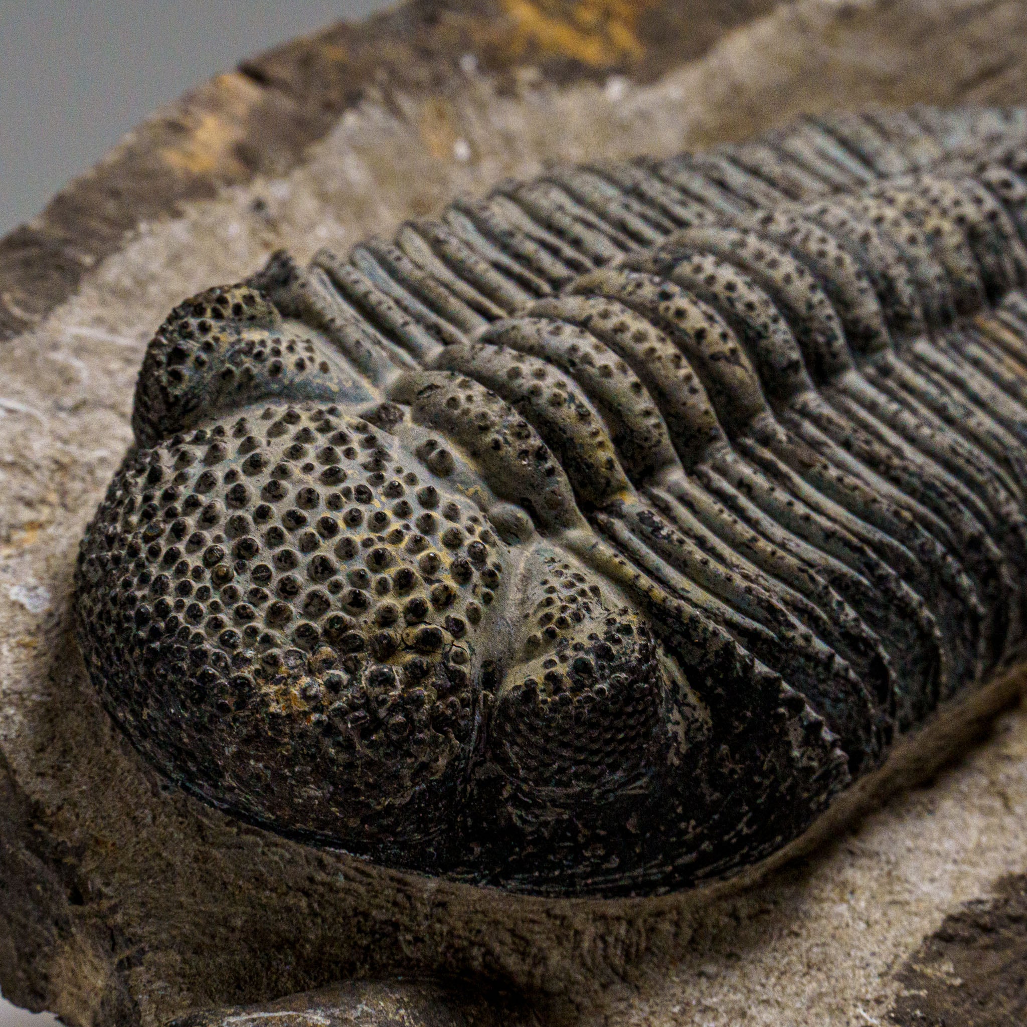 Genuine Drotops Megalomanicus Trilobite on Matrix (3.3 lbs)