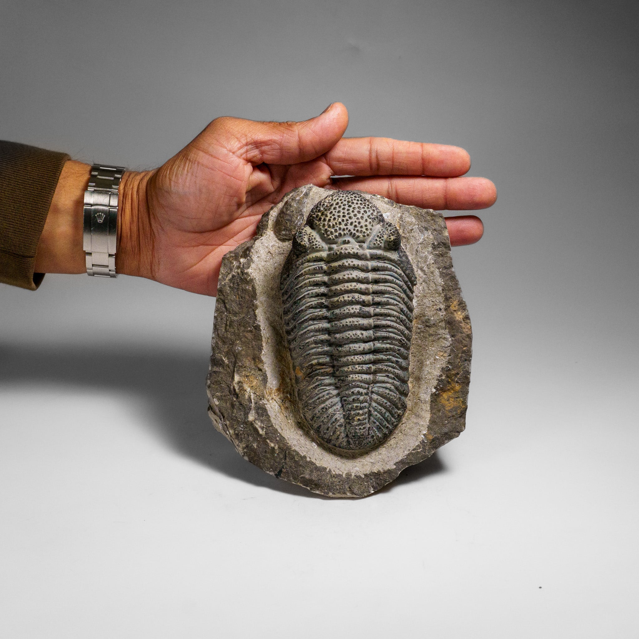 Drotops Genuine Drotops Megalomanicus Trilobite on Matrix (3.3 lbs) — Astro ...