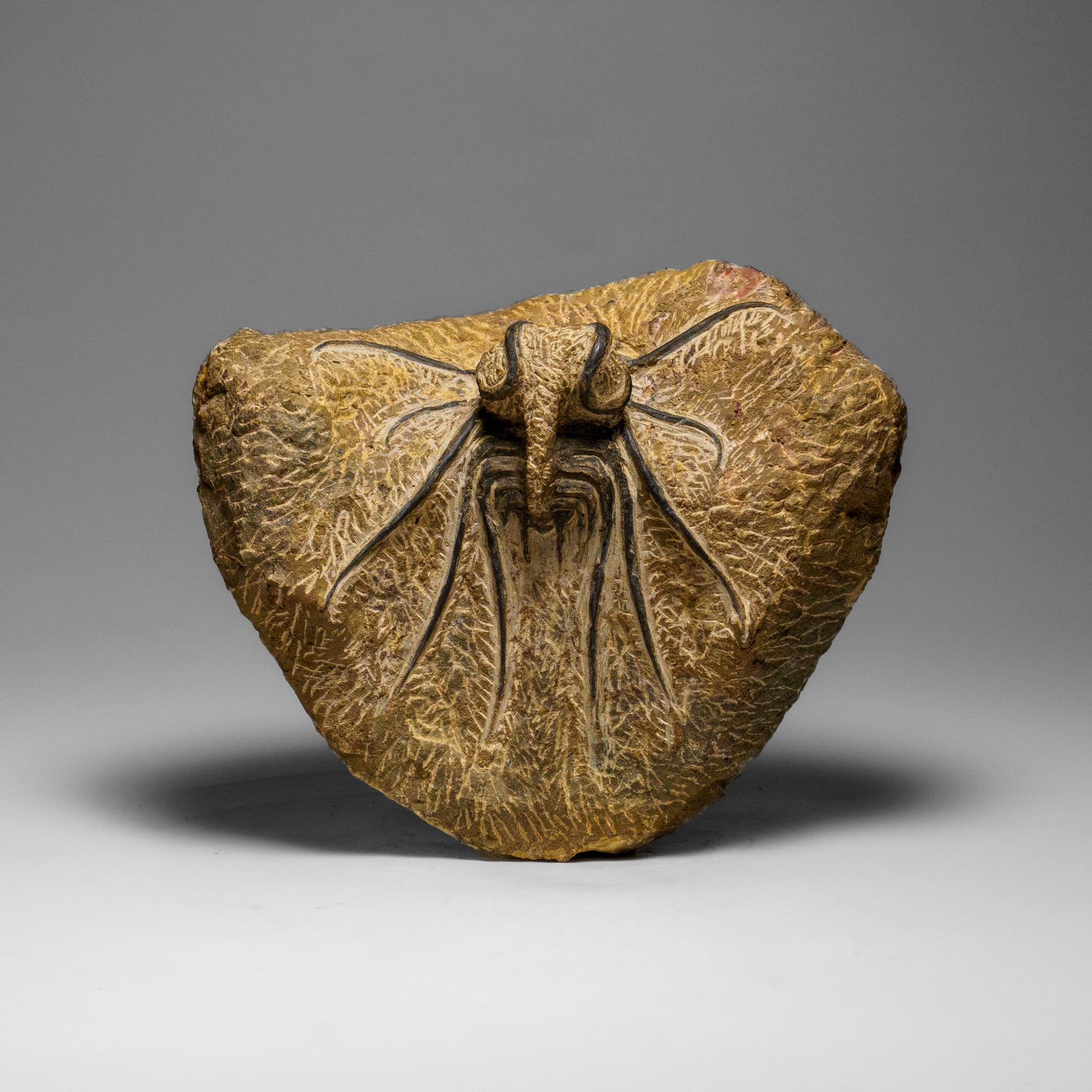 Genuine  Dicranurus Monstrosus Trilobite on Matrix (2.5 lbs)