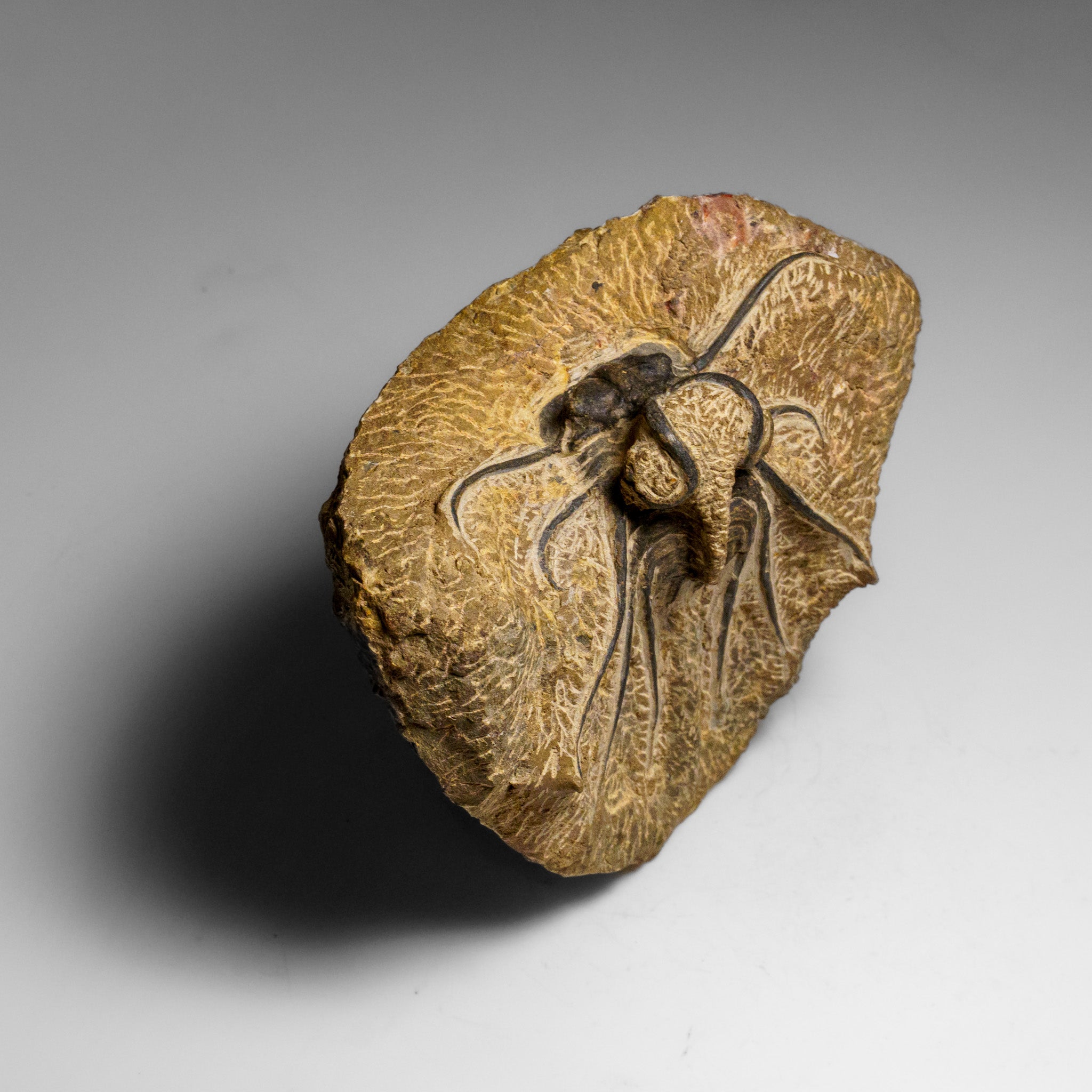 Genuine  Dicranurus Monstrosus Trilobite on Matrix (2.5 lbs)