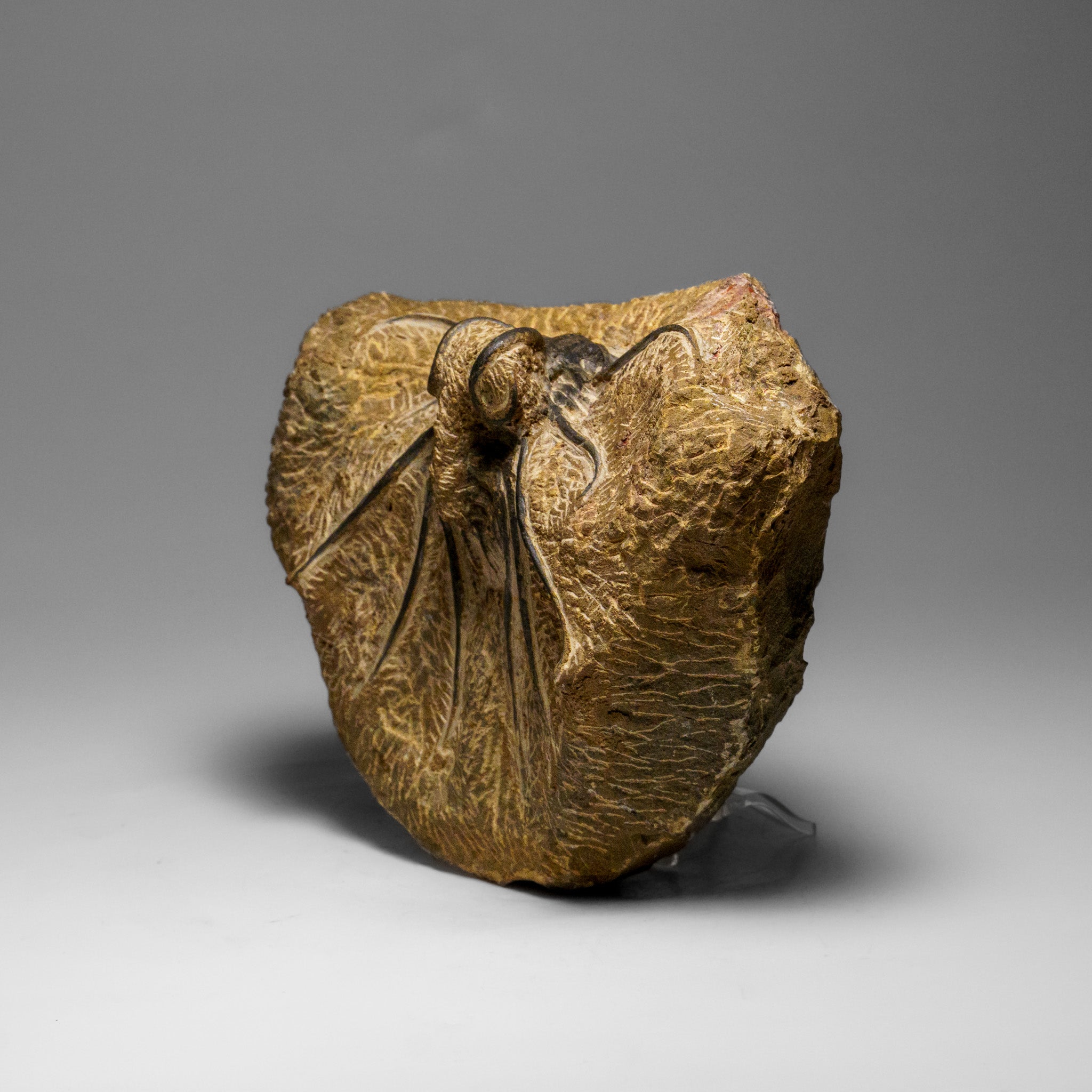 Genuine  Dicranurus Monstrosus Trilobite on Matrix (2.5 lbs)