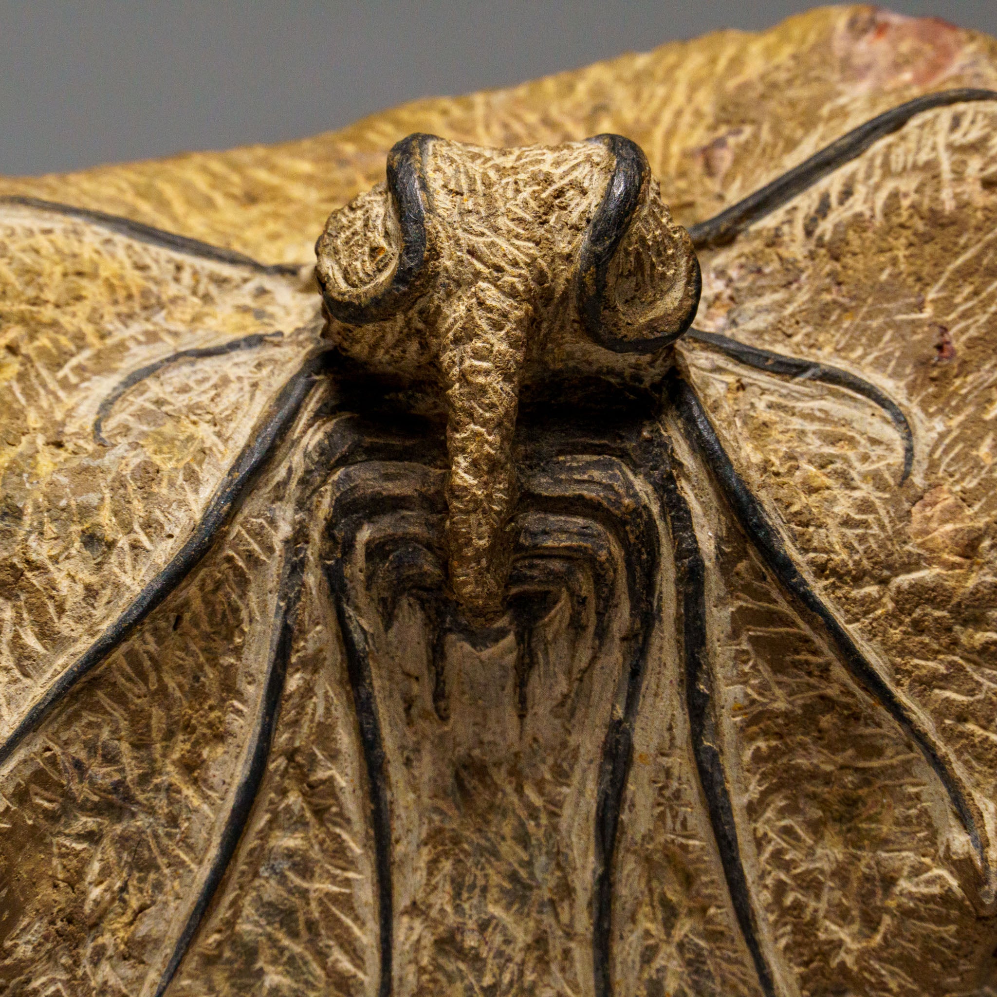 Genuine  Dicranurus Monstrosus Trilobite on Matrix (2.5 lbs)