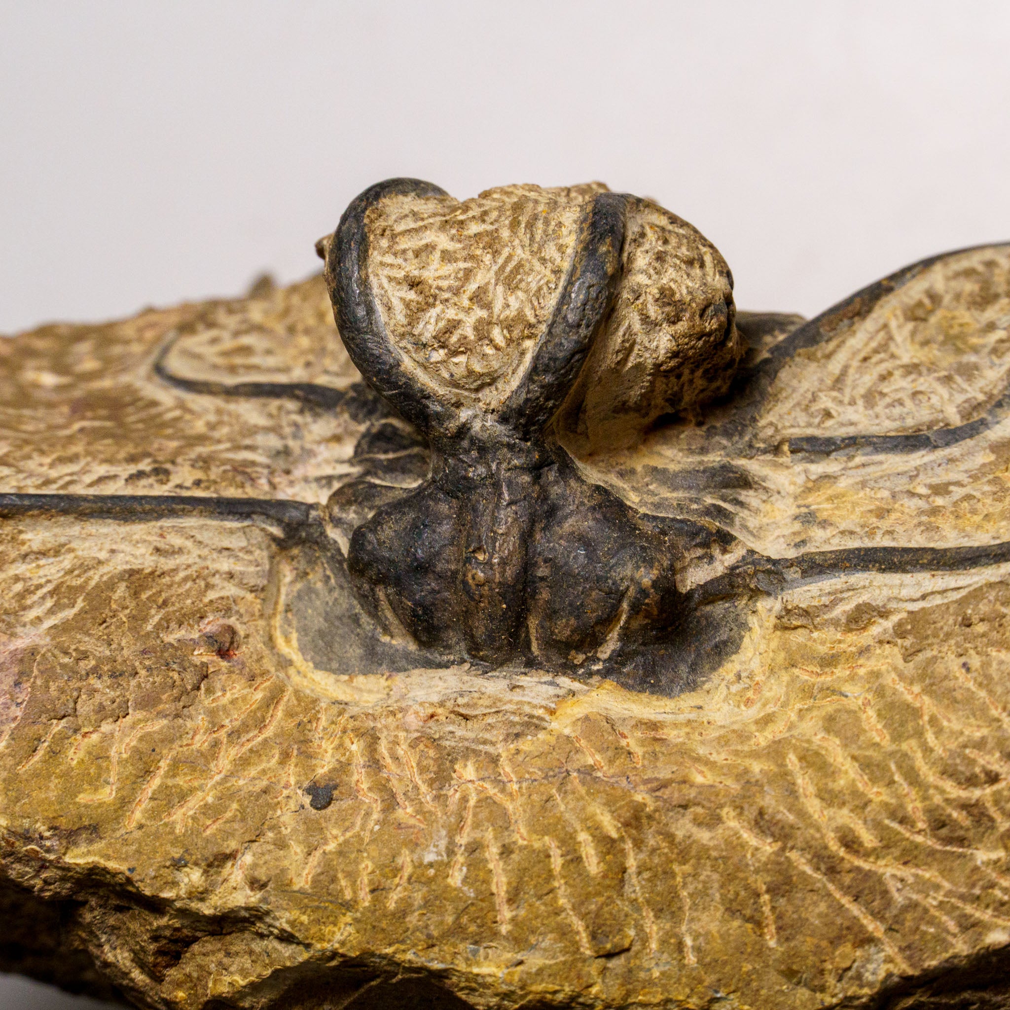 Genuine  Dicranurus Monstrosus Trilobite on Matrix (2.5 lbs)