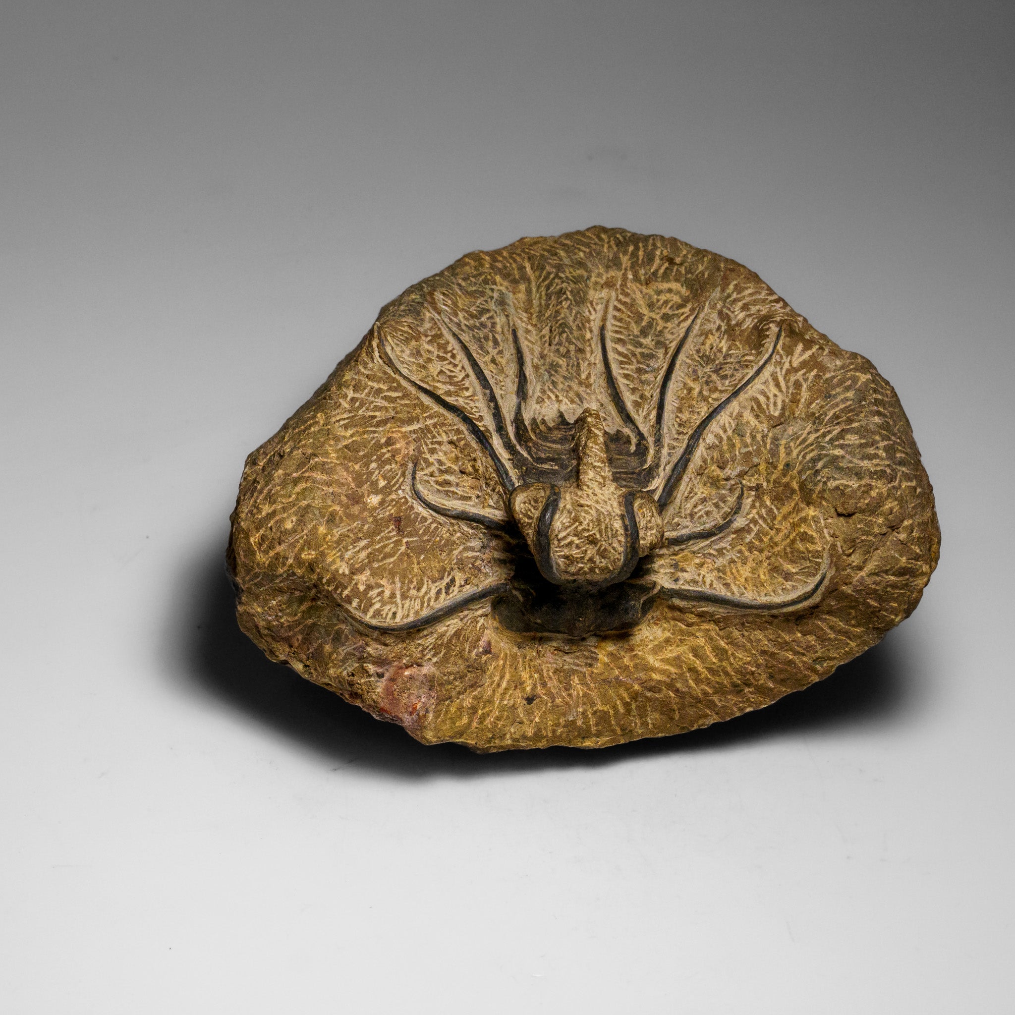 Genuine  Dicranurus Monstrosus Trilobite on Matrix (2.5 lbs)