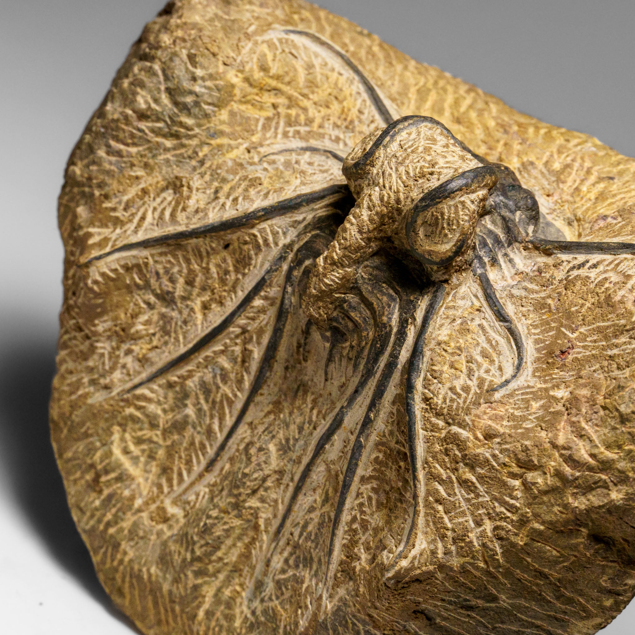 Genuine  Dicranurus Monstrosus Trilobite on Matrix (2.5 lbs)