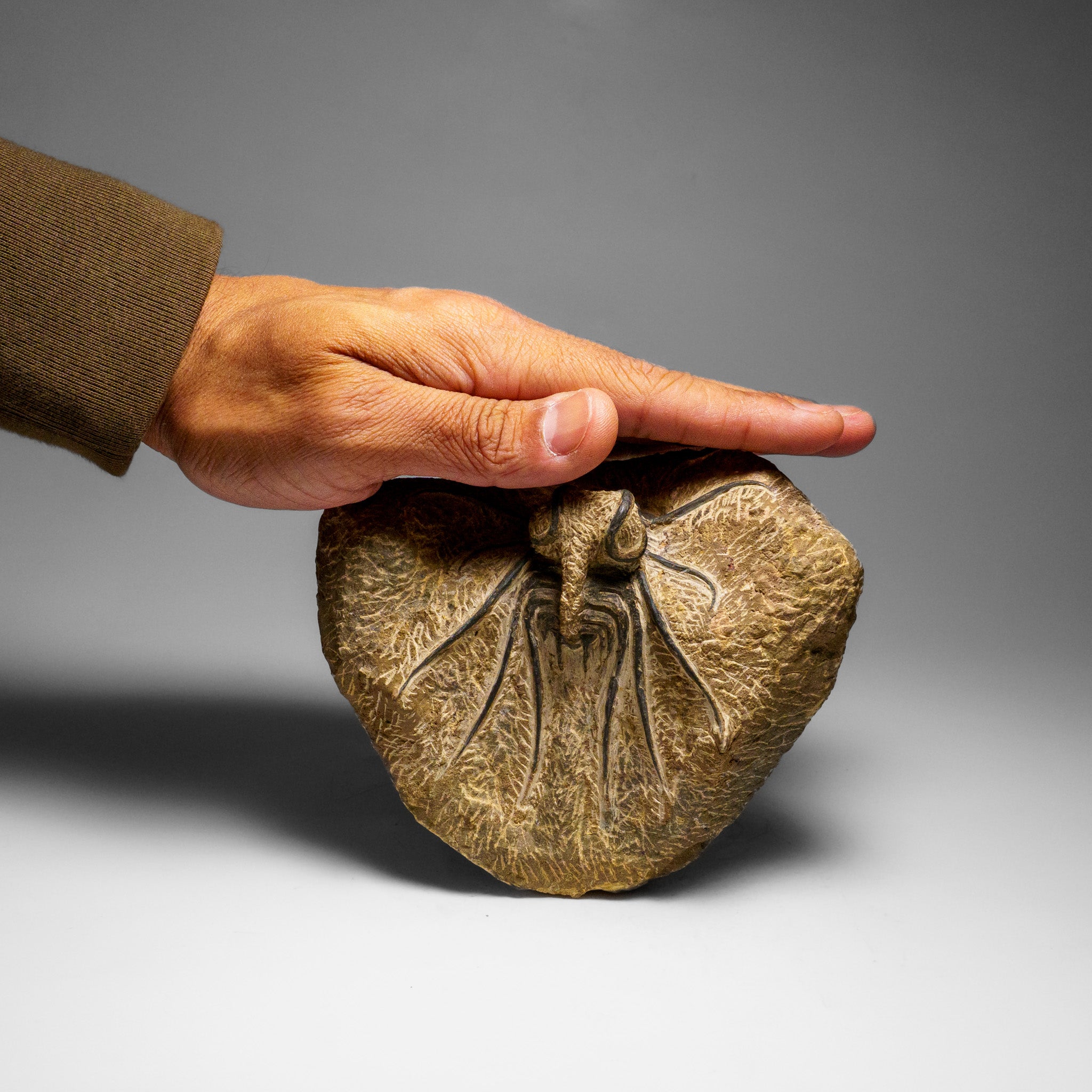 Genuine  Dicranurus Monstrosus Trilobite on Matrix (2.5 lbs)