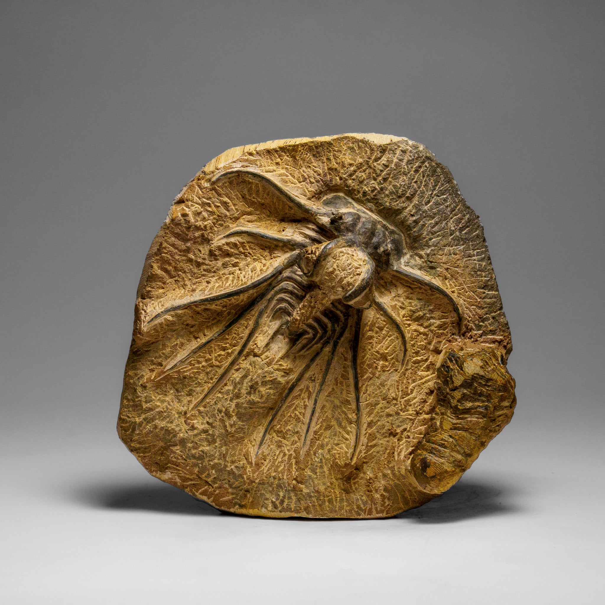 Genuine  Dicranurus Monstrosus Trilobite on Matrix (2 lbs)