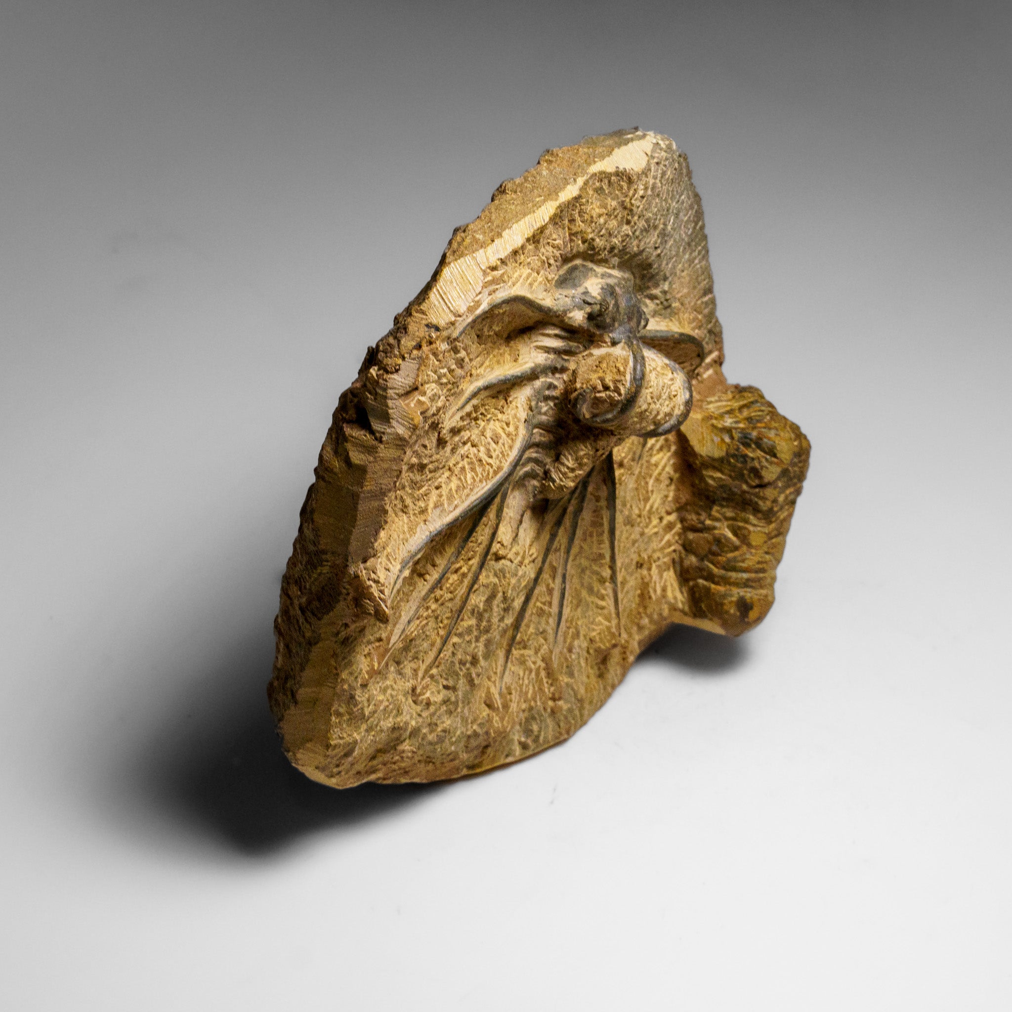 Genuine  Dicranurus Monstrosus Trilobite on Matrix (2 lbs)