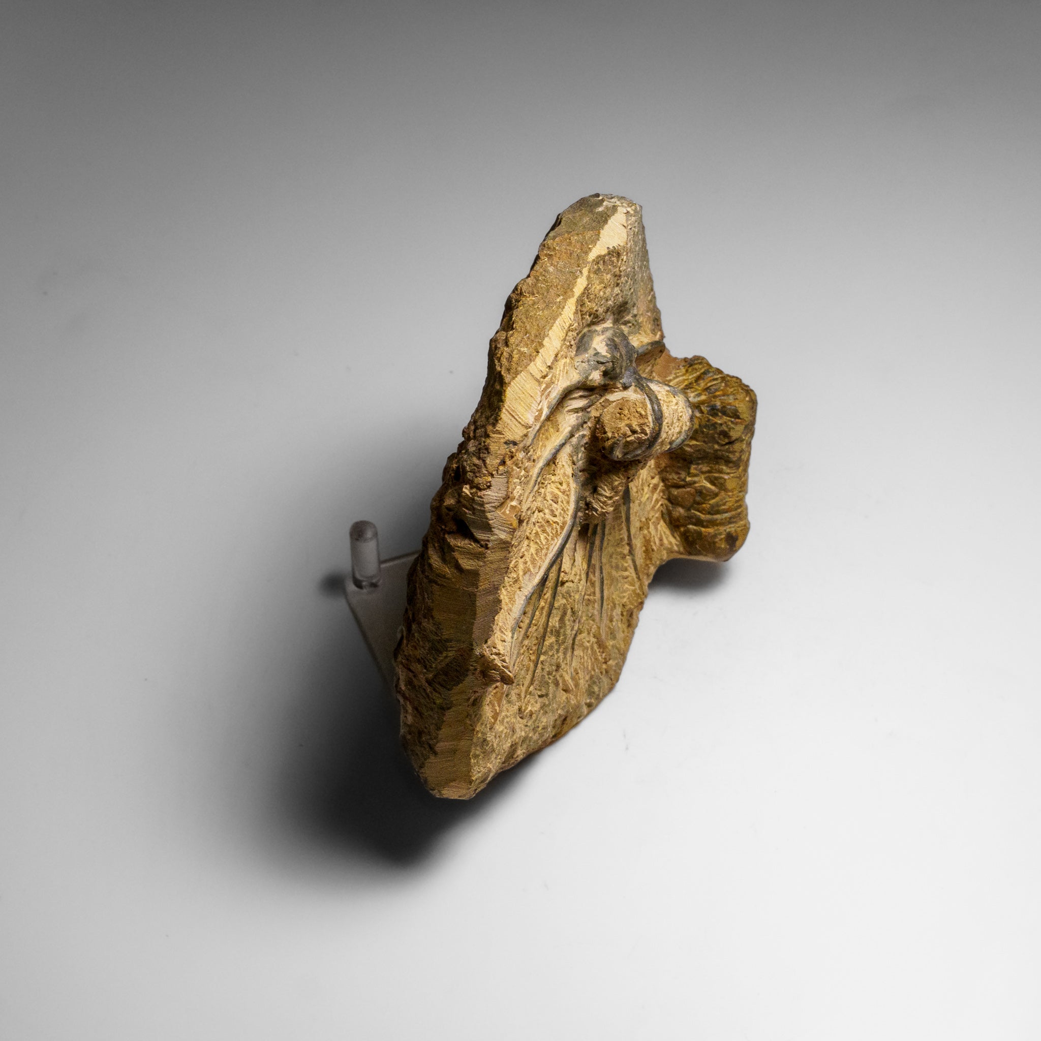 Genuine  Dicranurus Monstrosus Trilobite on Matrix (2 lbs)