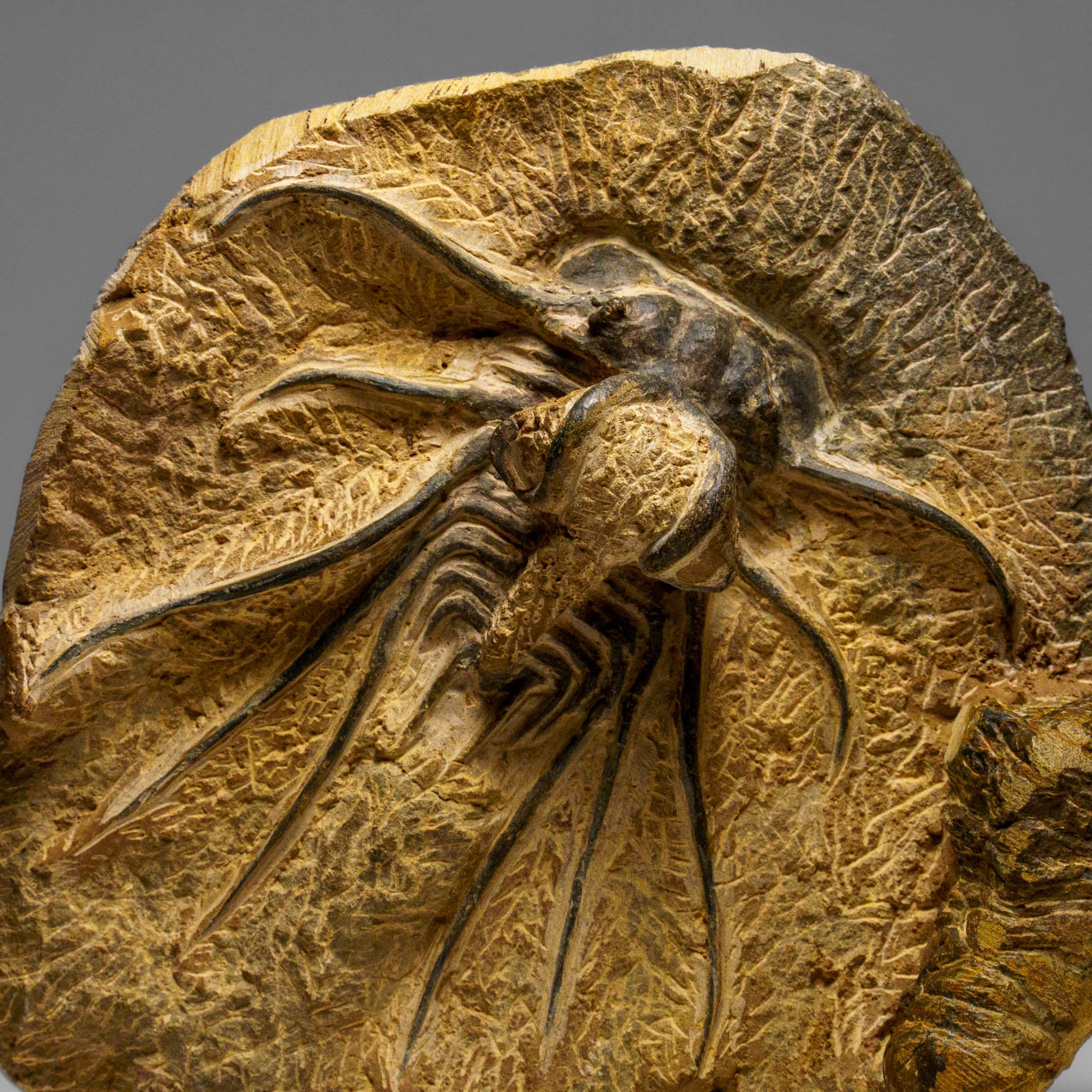 Genuine  Dicranurus Monstrosus Trilobite on Matrix (2 lbs)