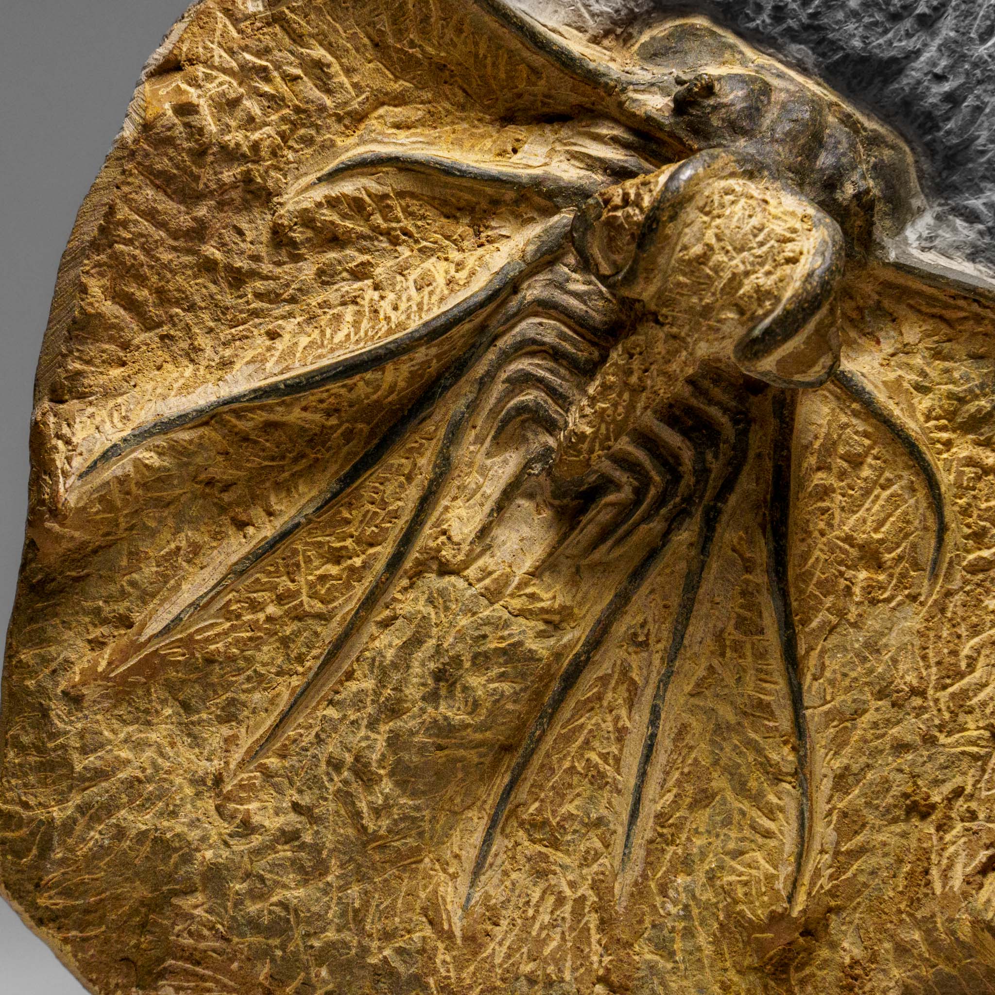 Genuine  Dicranurus Monstrosus Trilobite on Matrix (2 lbs)