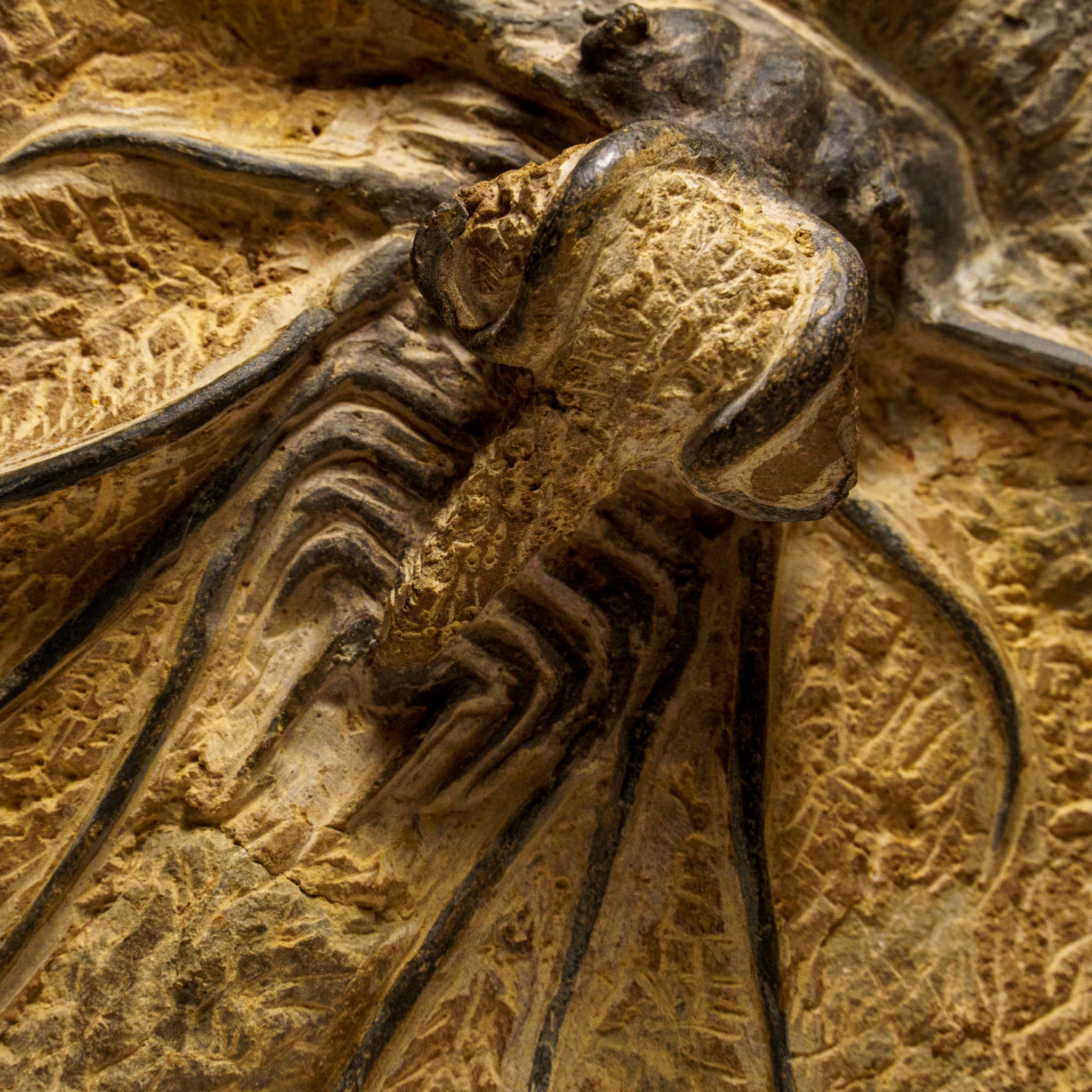 Genuine  Dicranurus Monstrosus Trilobite on Matrix (2 lbs)