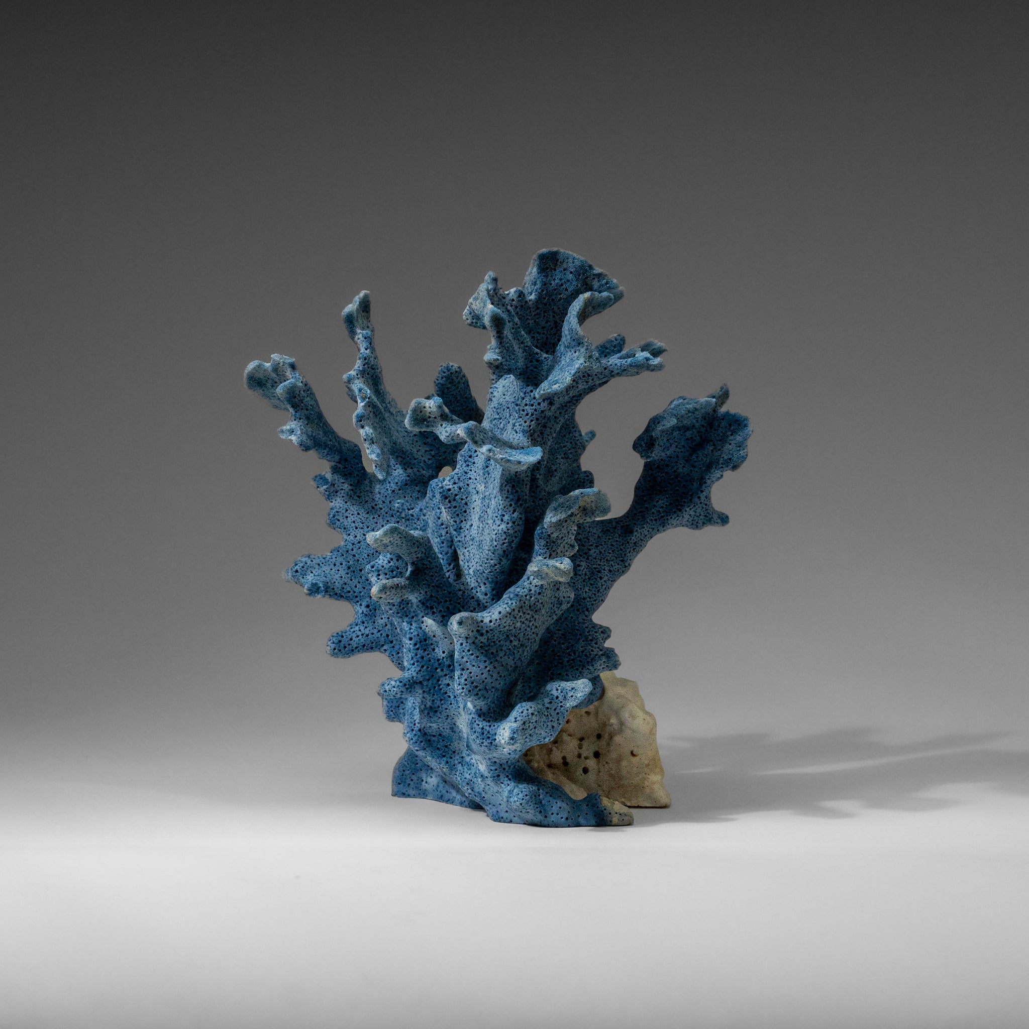 Genuine Blue Ridge Coral (7", .8 lbs)