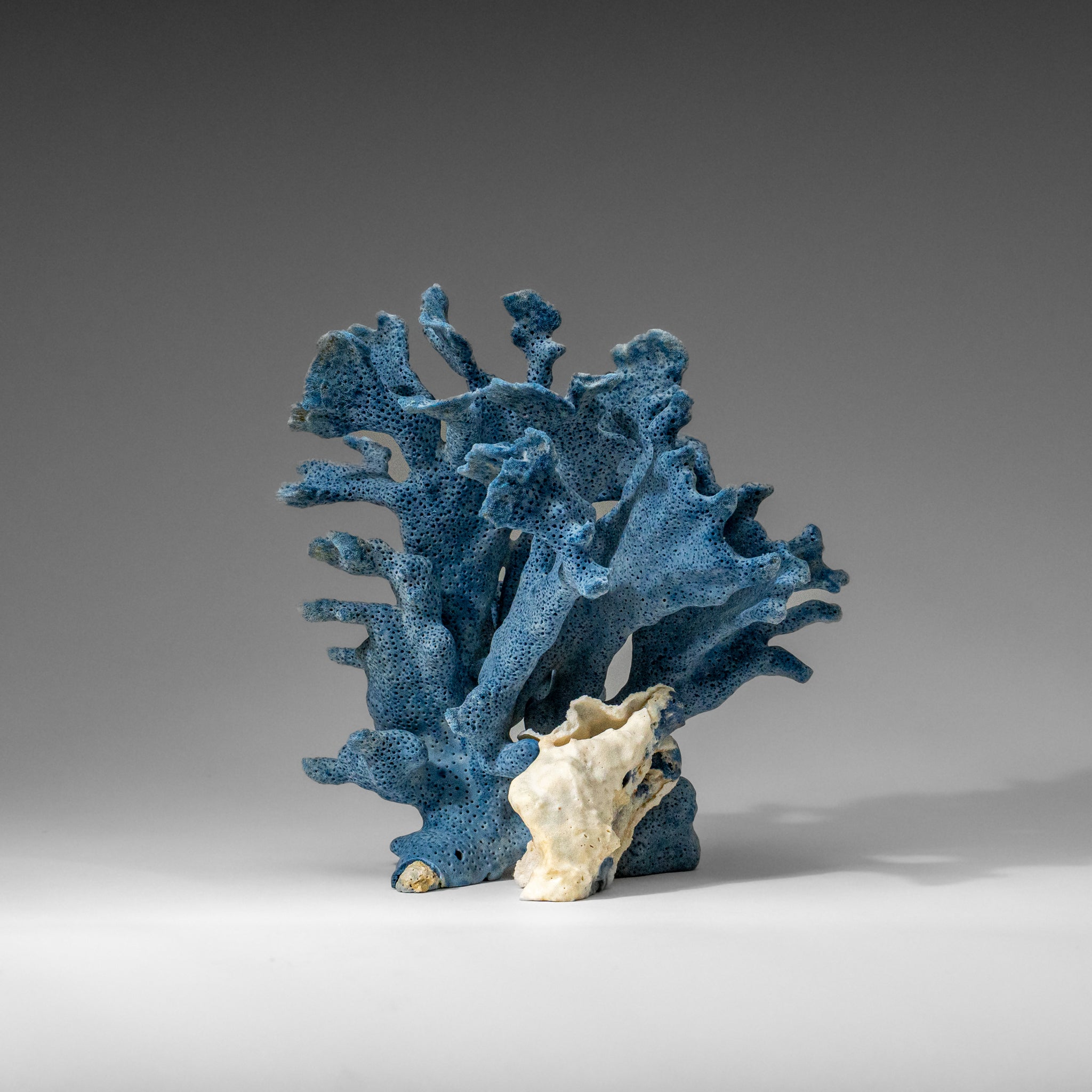 Genuine Blue Ridge Coral (7", .8 lbs)