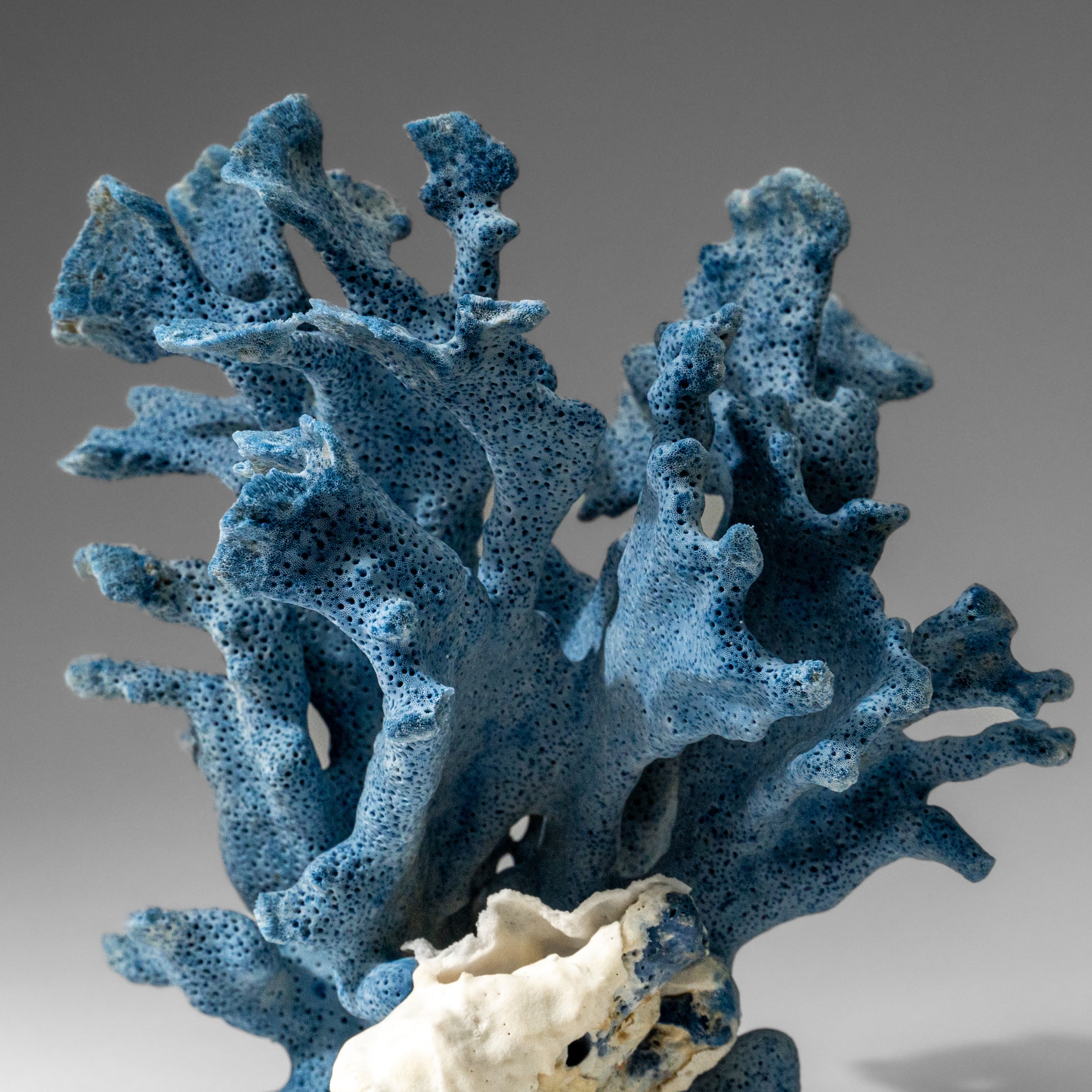 Genuine Blue Ridge Coral (7", .8 lbs)