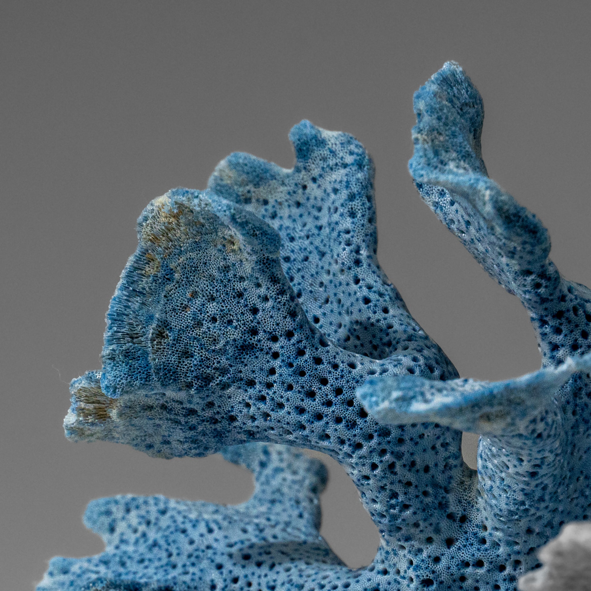 Genuine Blue Ridge Coral (7", .8 lbs)